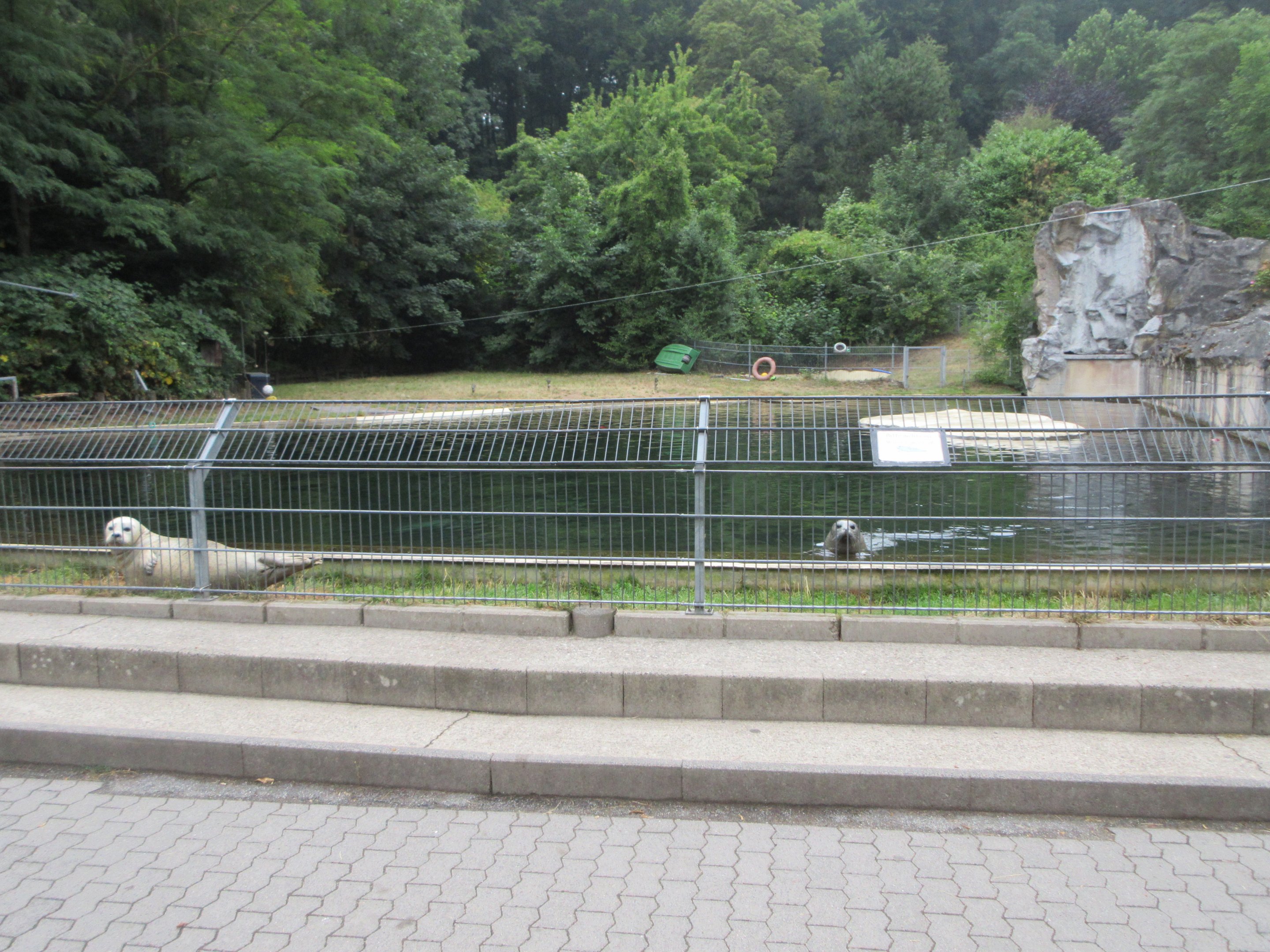 Harbour Seal Exhibit
