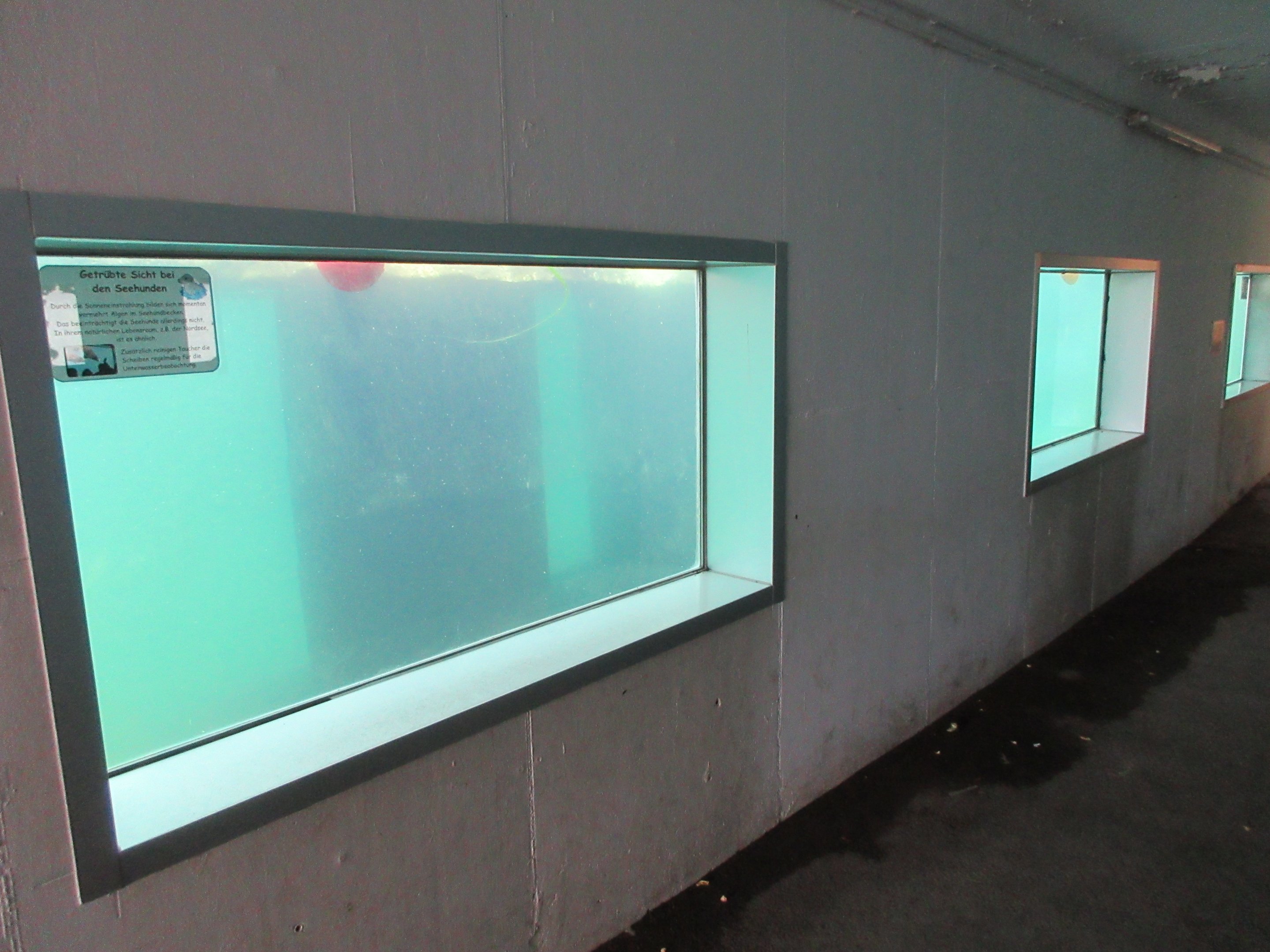 Harbour Seal Exhibit