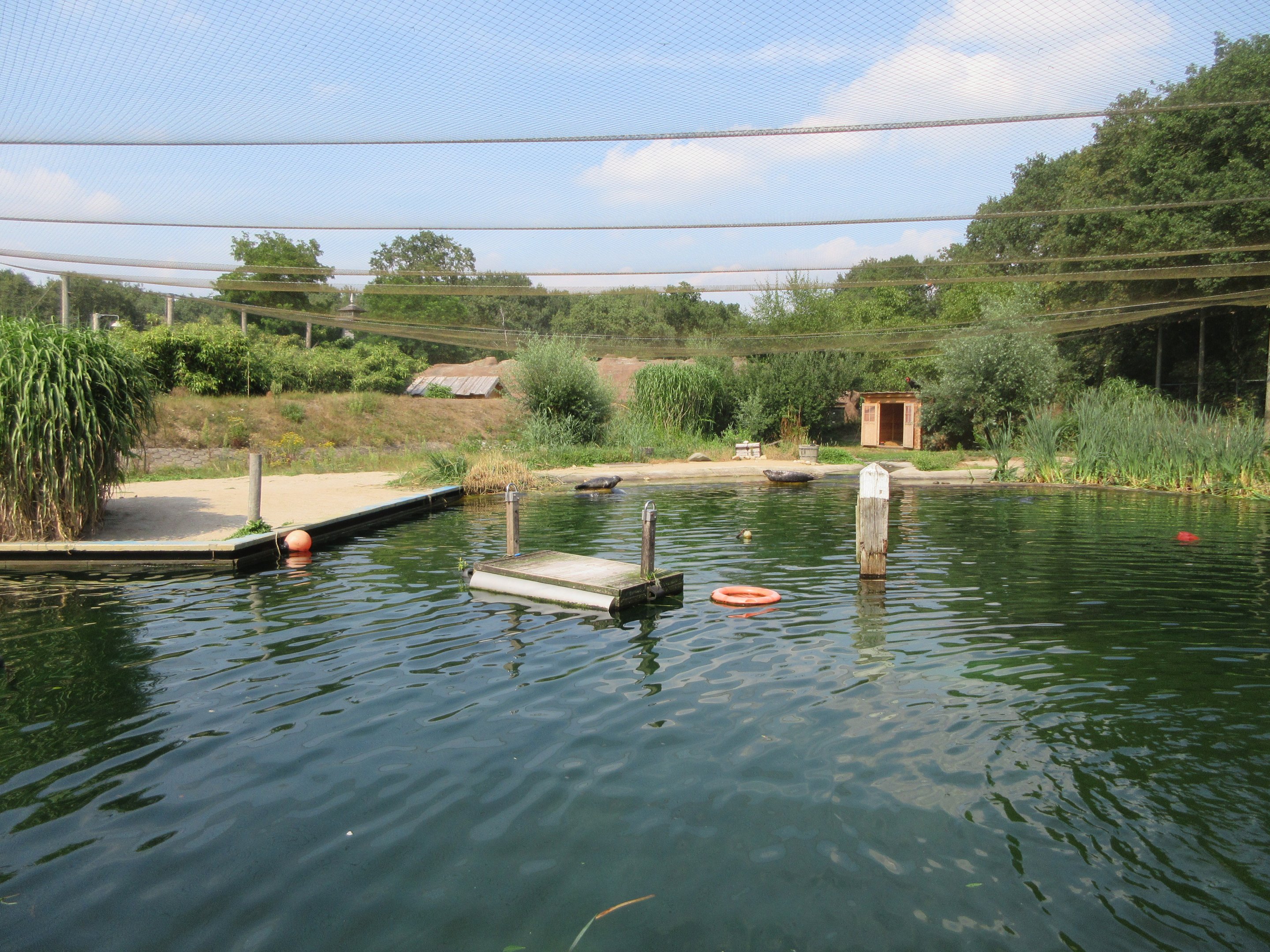 Harbour Seal Exhibit