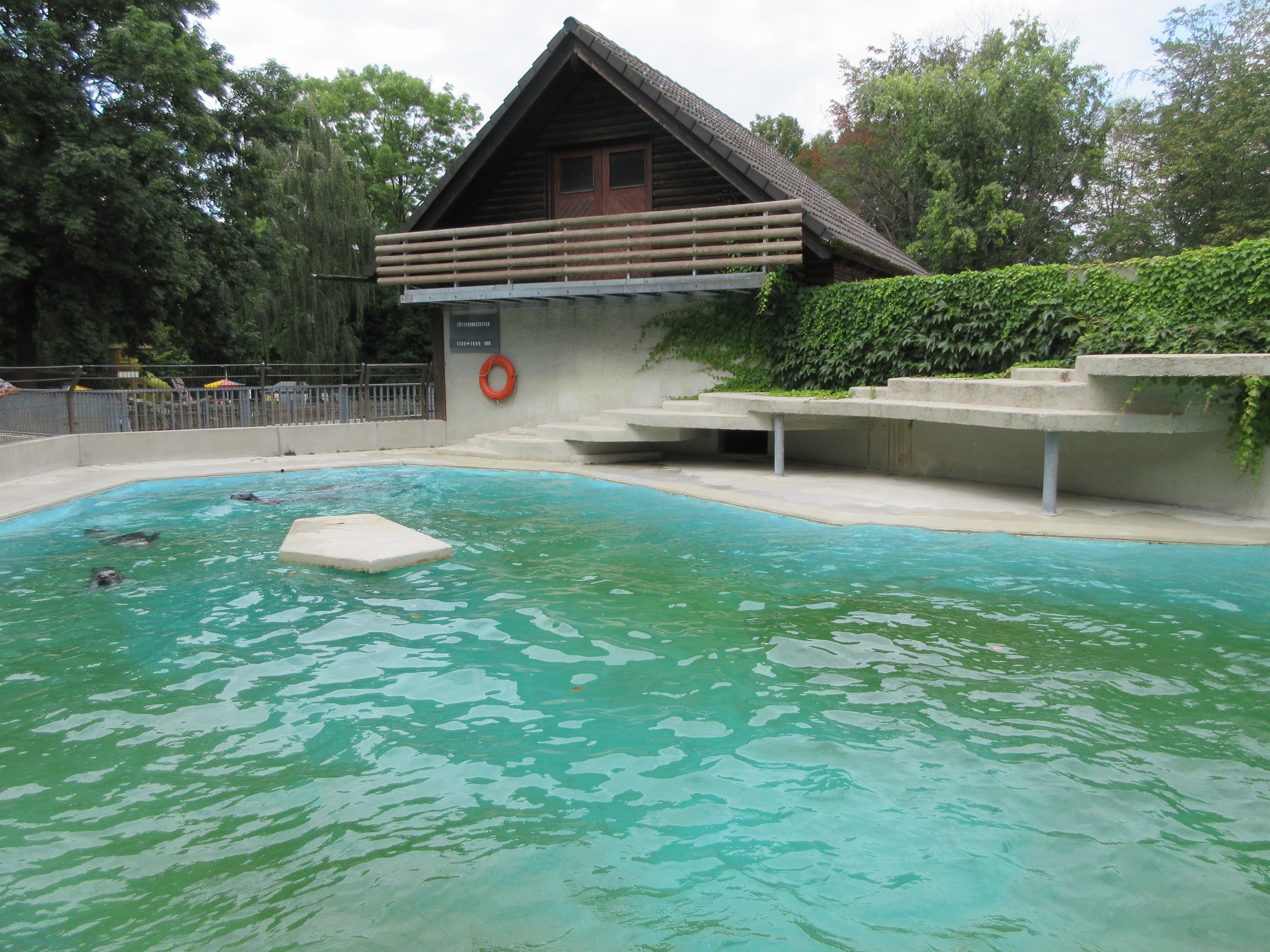 Harbour Seal Exhibit