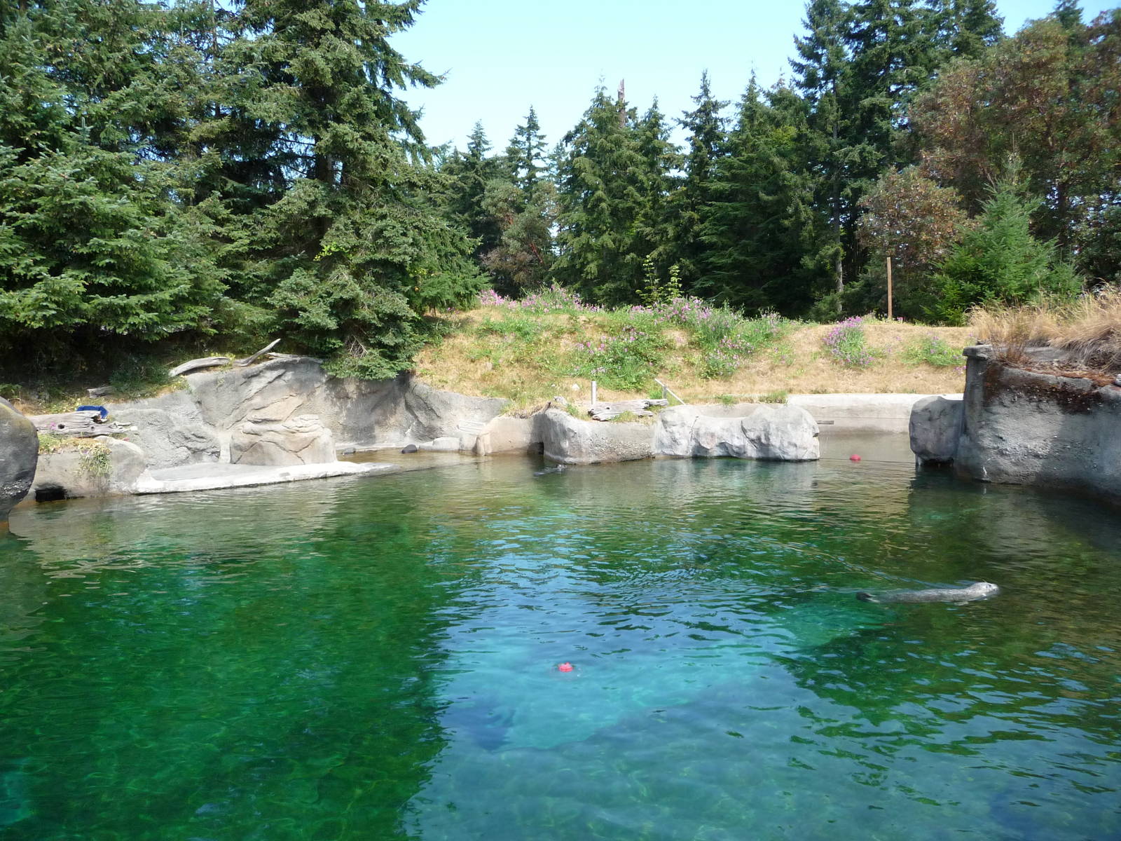 Harbour Seal Exhibit