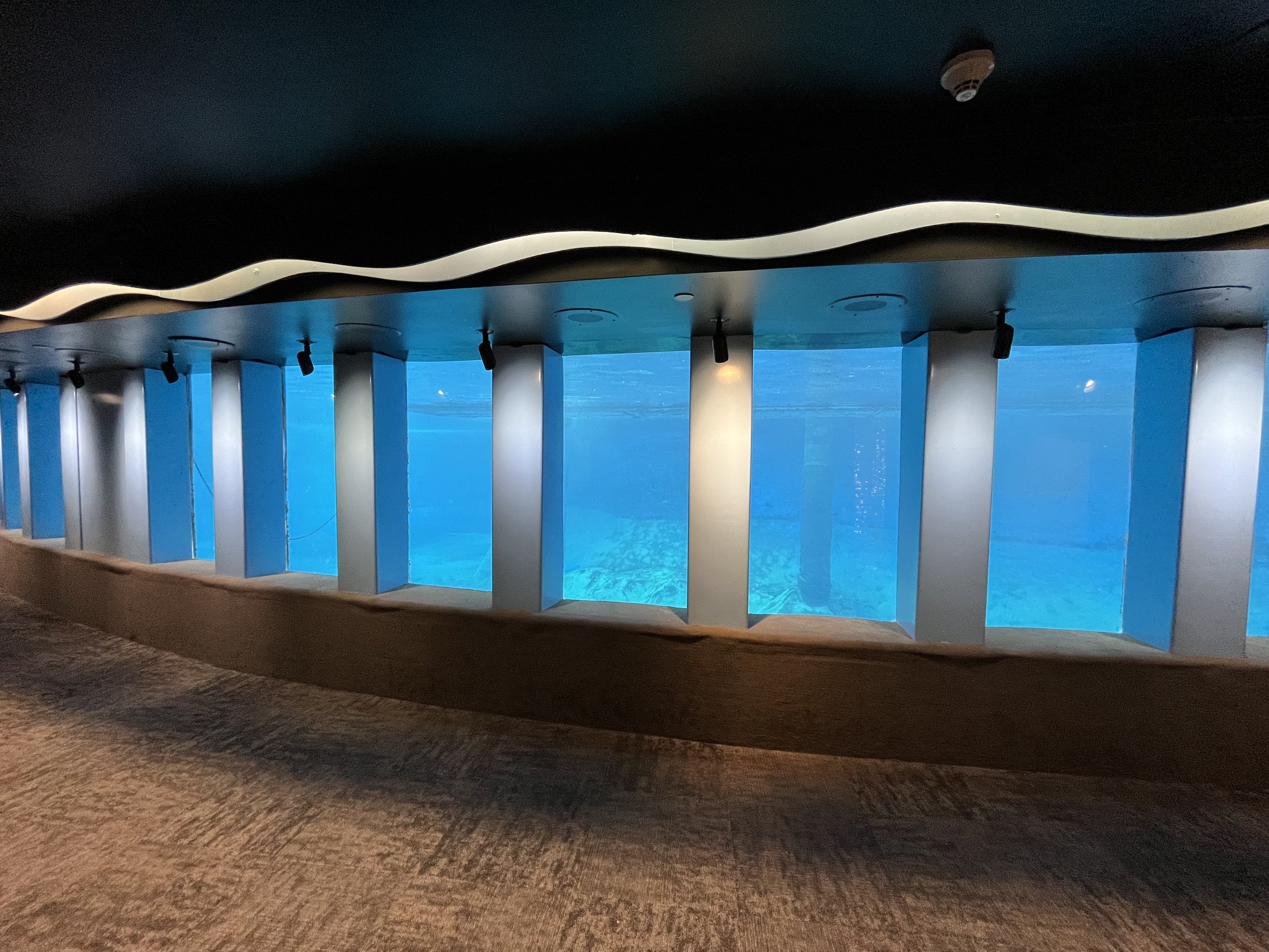 Harbour Seal Exhibit