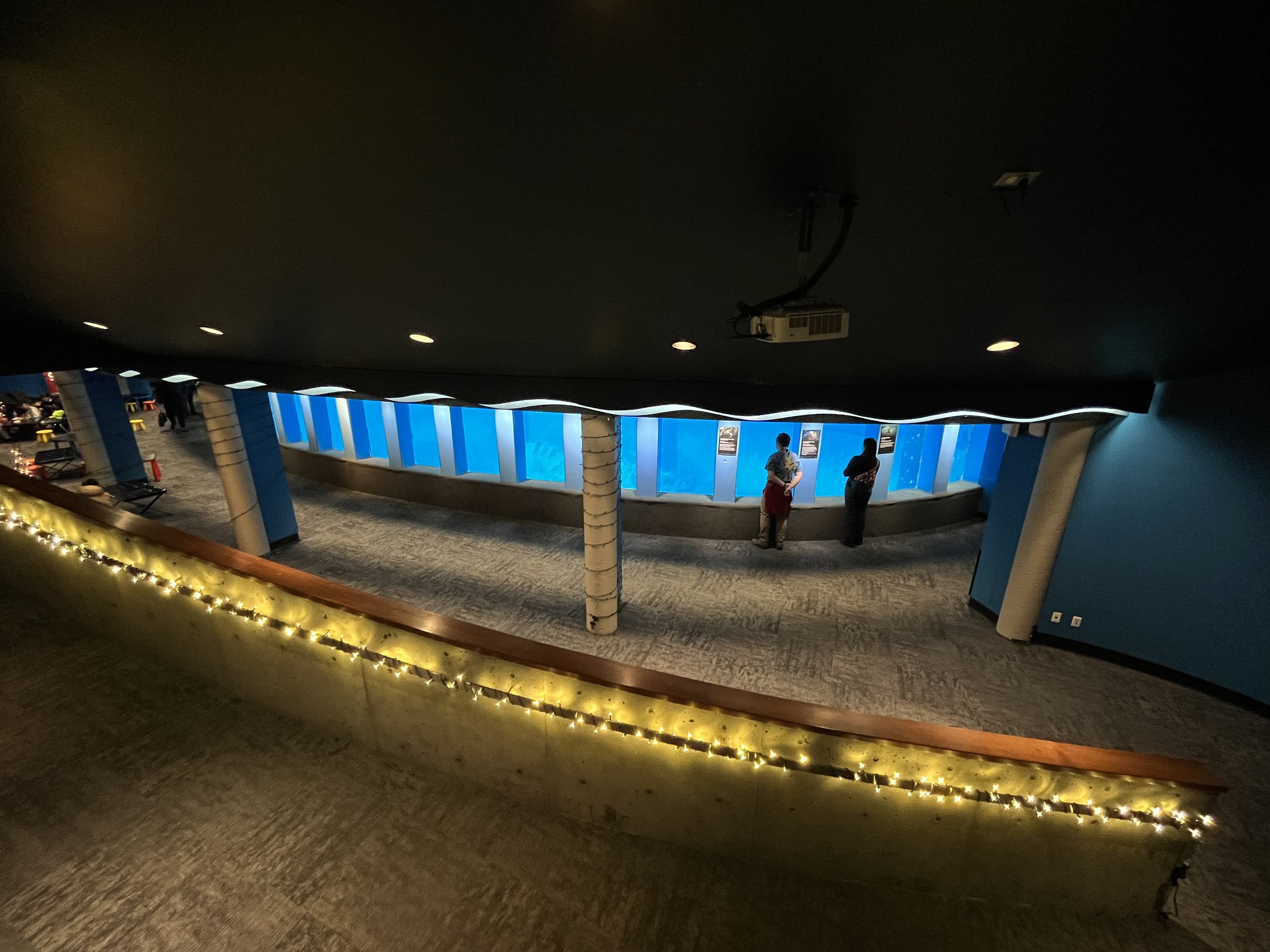 Harbour Seal Exhibit