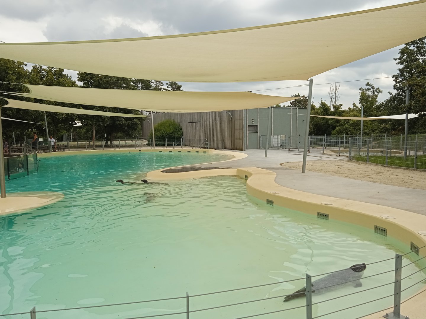 Harbour seal exhibit