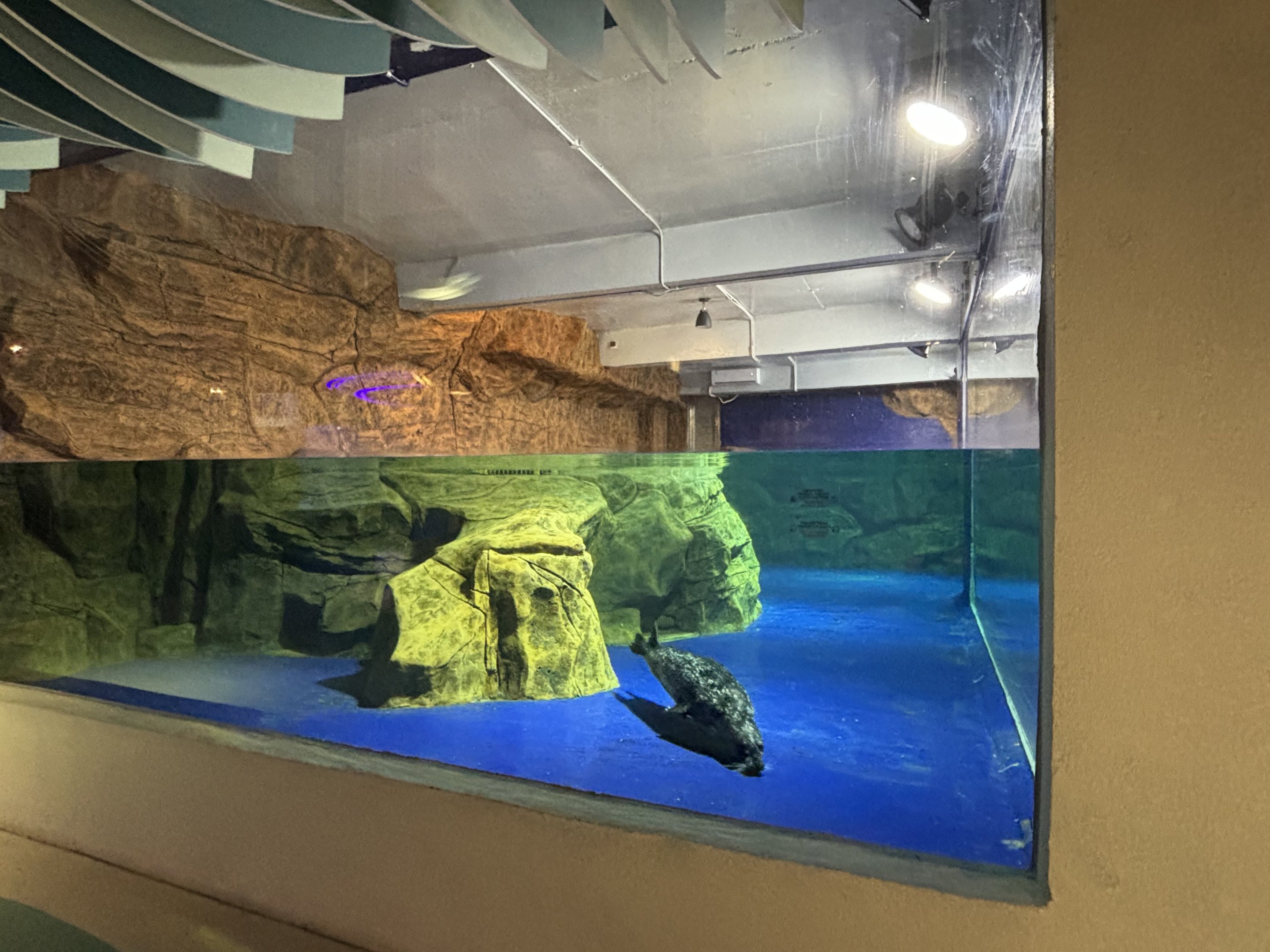 Harbour Seal Exhibit