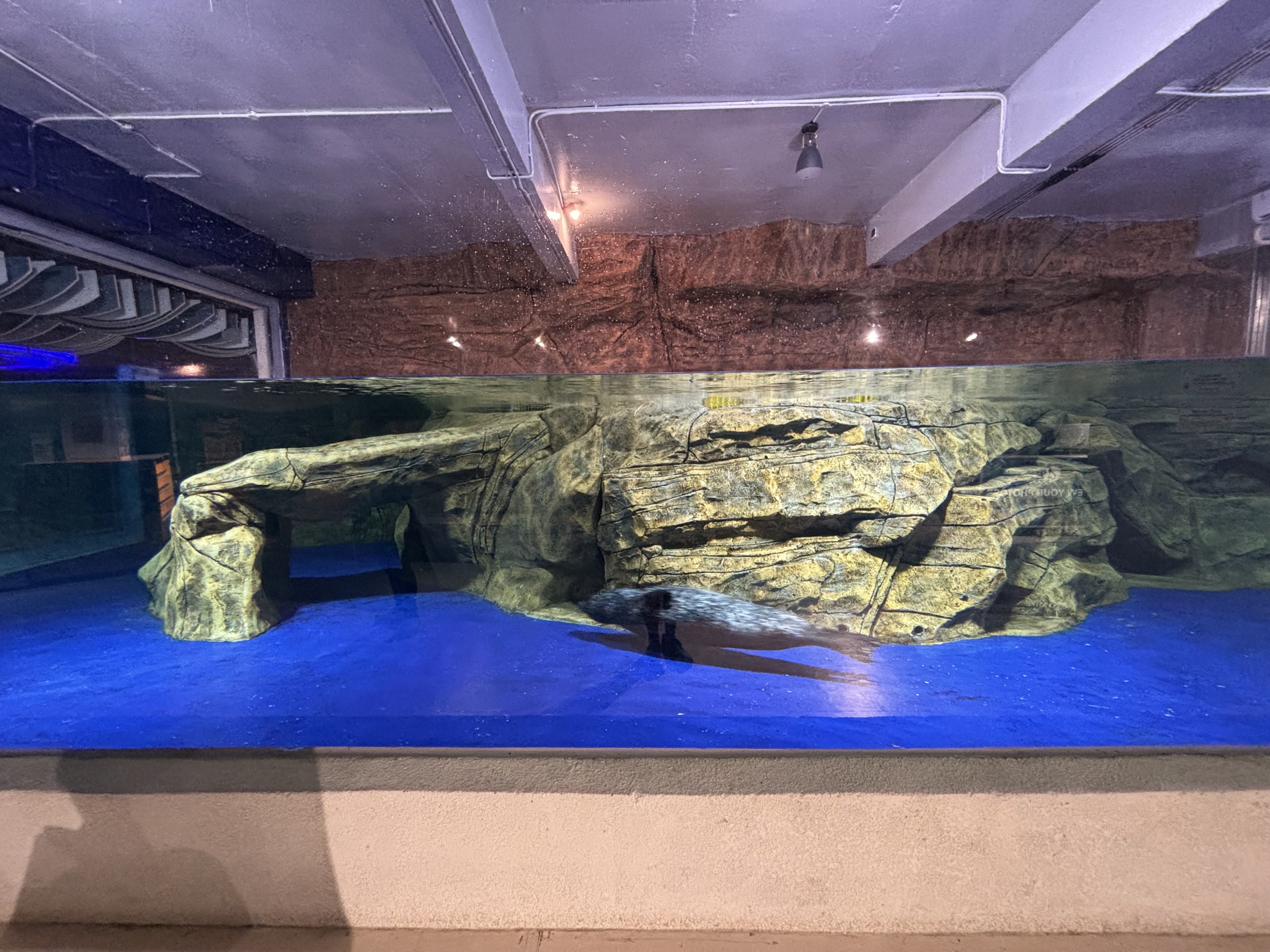 Harbour Seal Exhibit