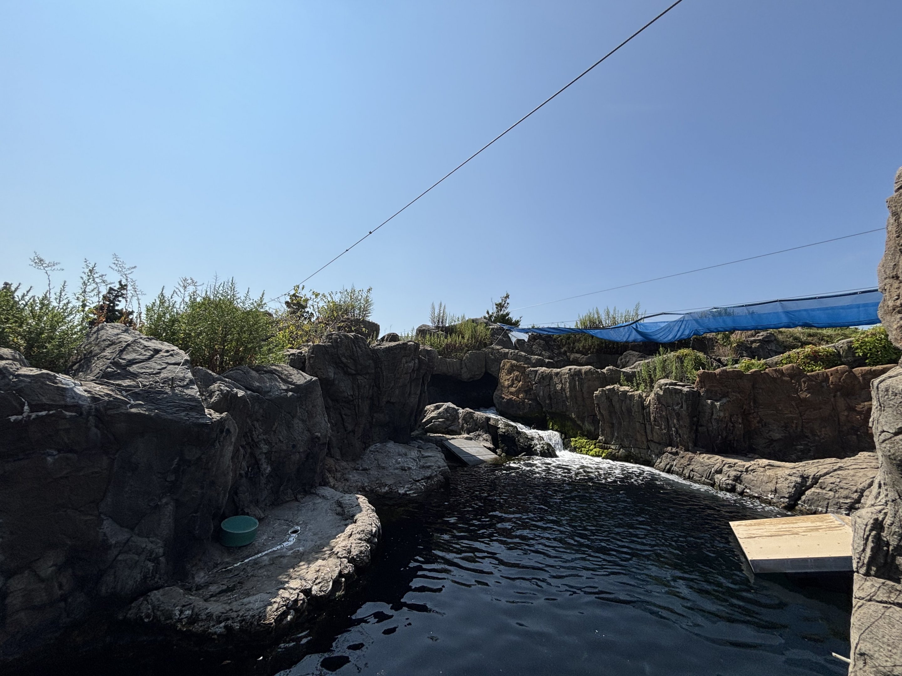 Harbour Seal Exhibit