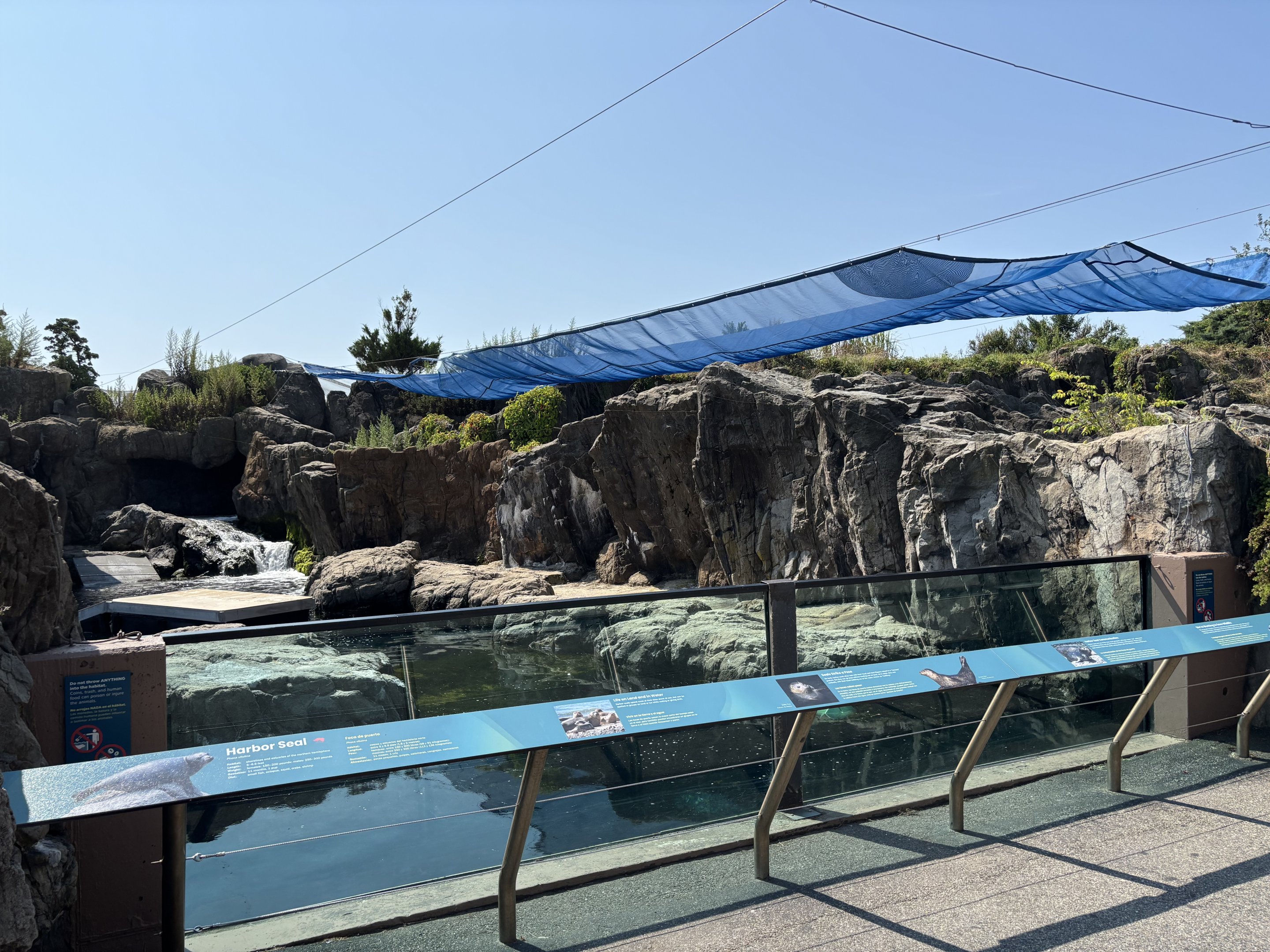 Harbour Seal Exhibit