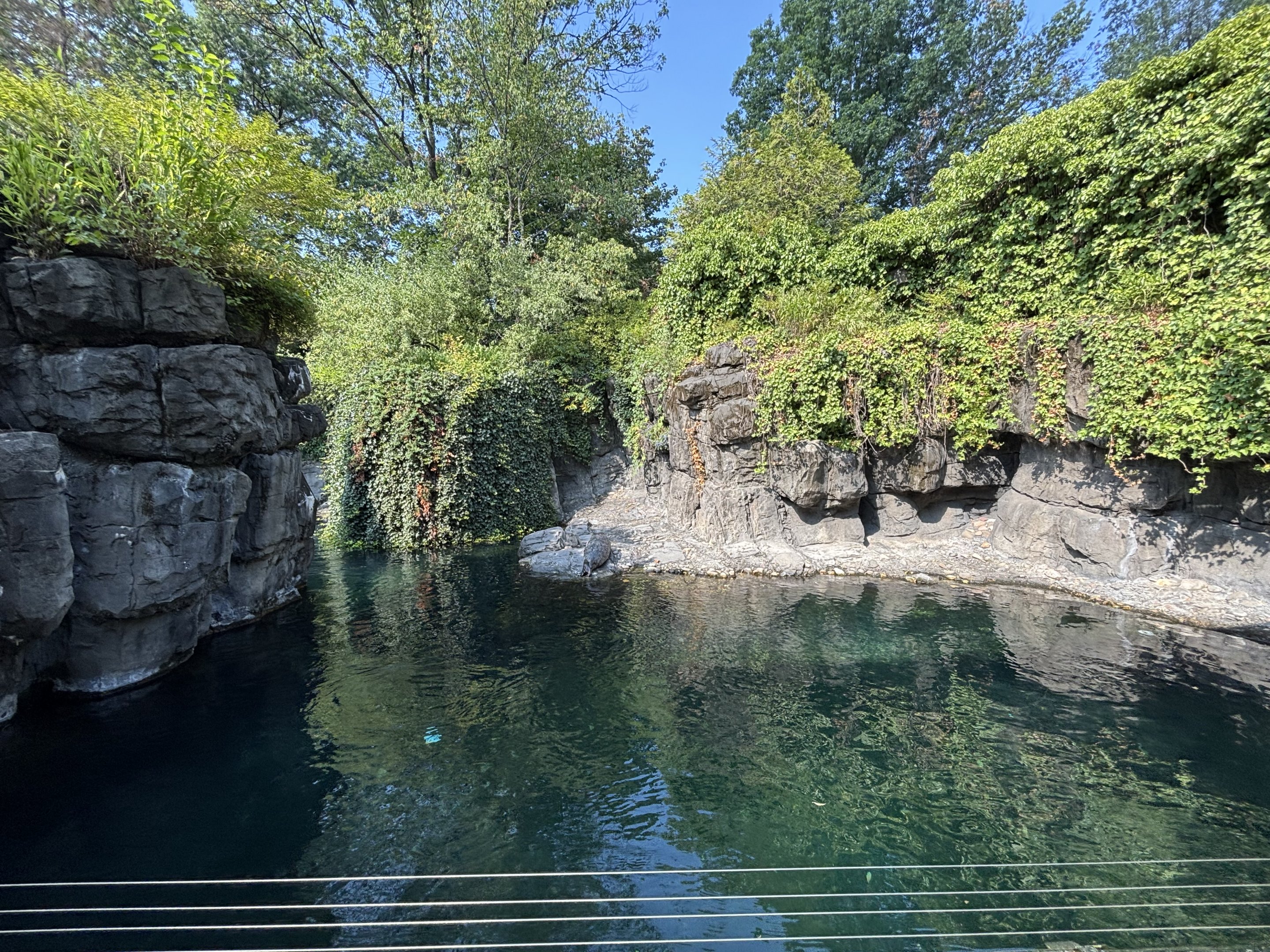 Harbour Seal Exhibit