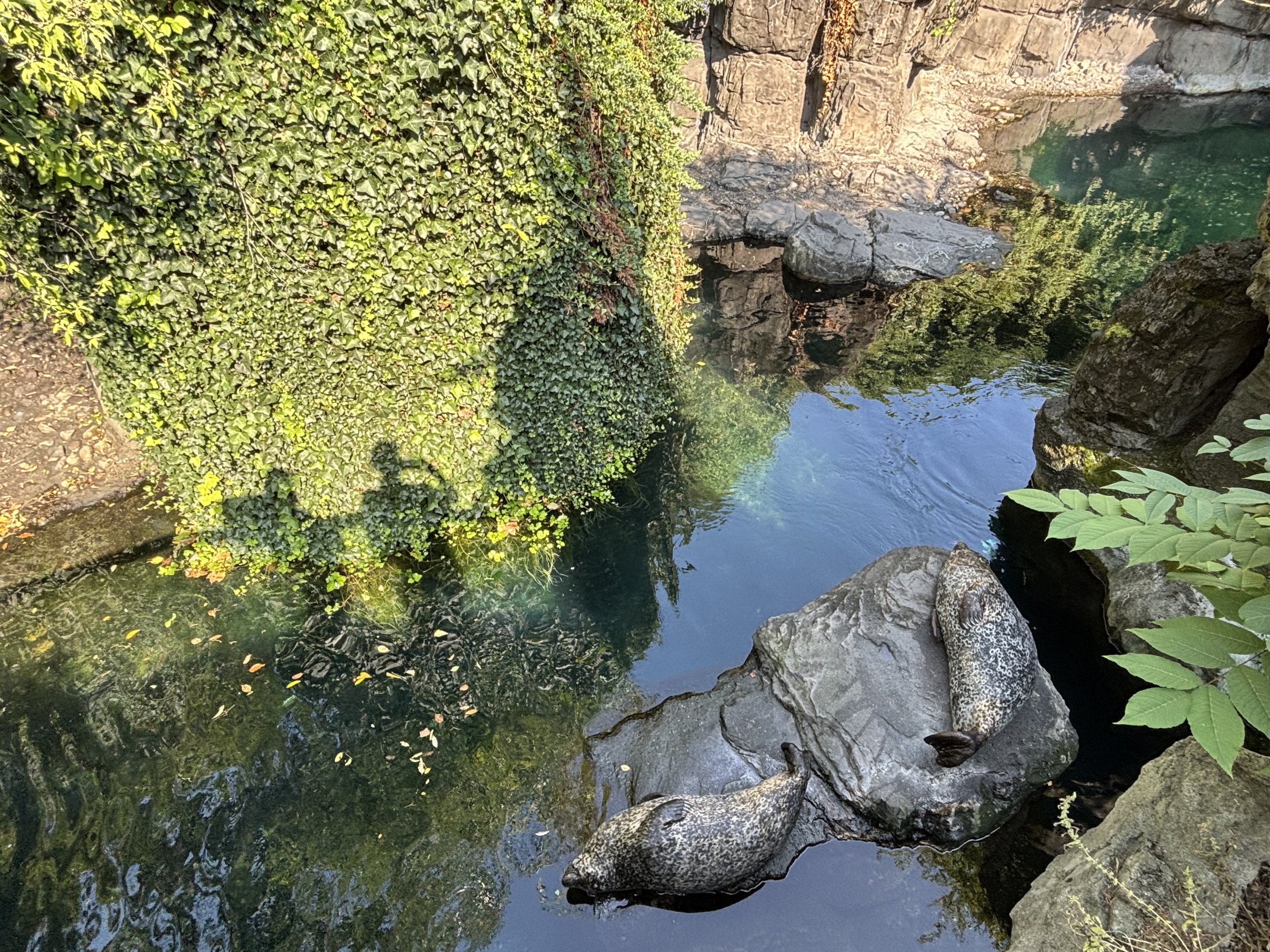 Harbour Seal Exhibit
