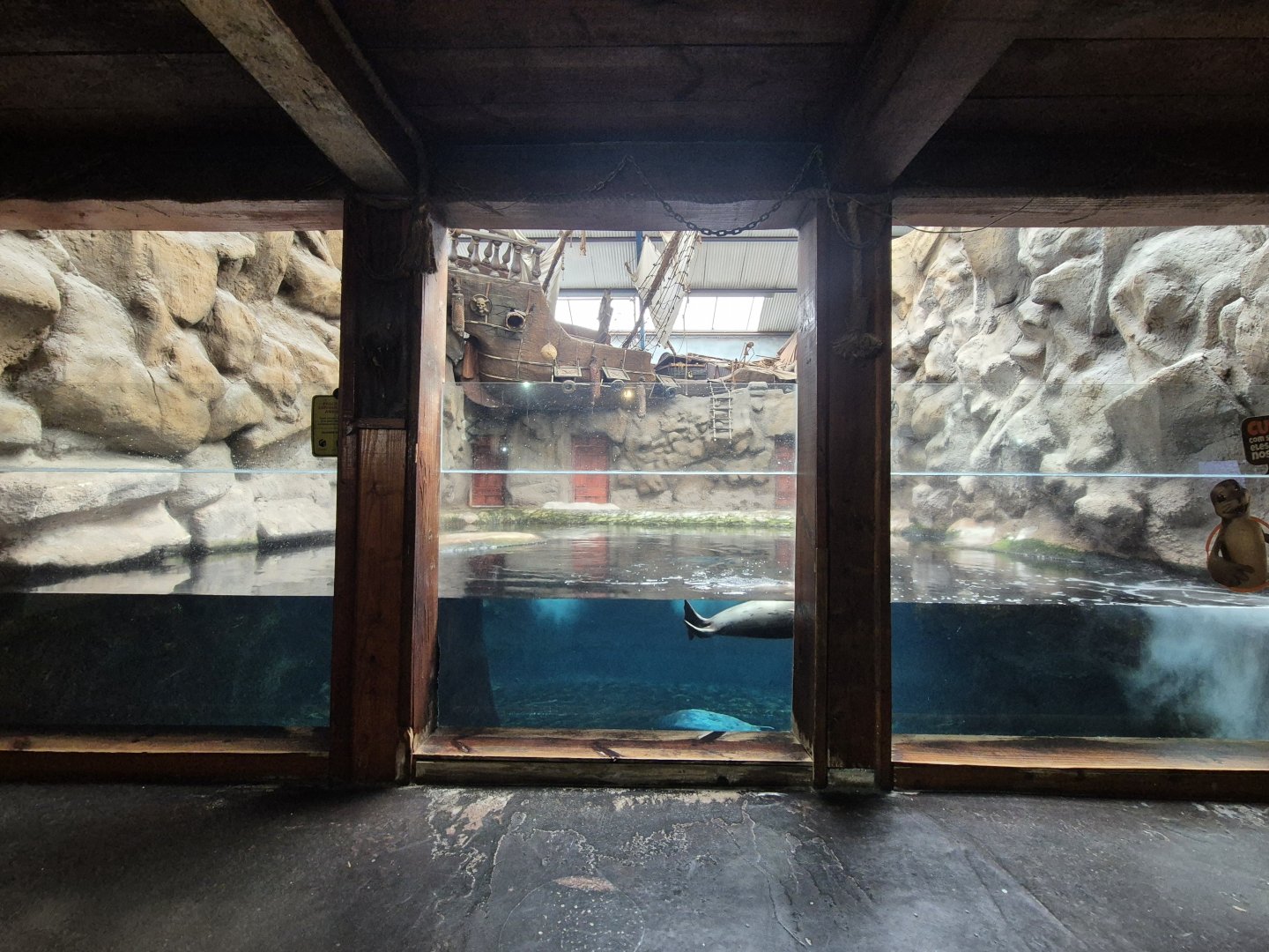 Harbour Seal exhibit