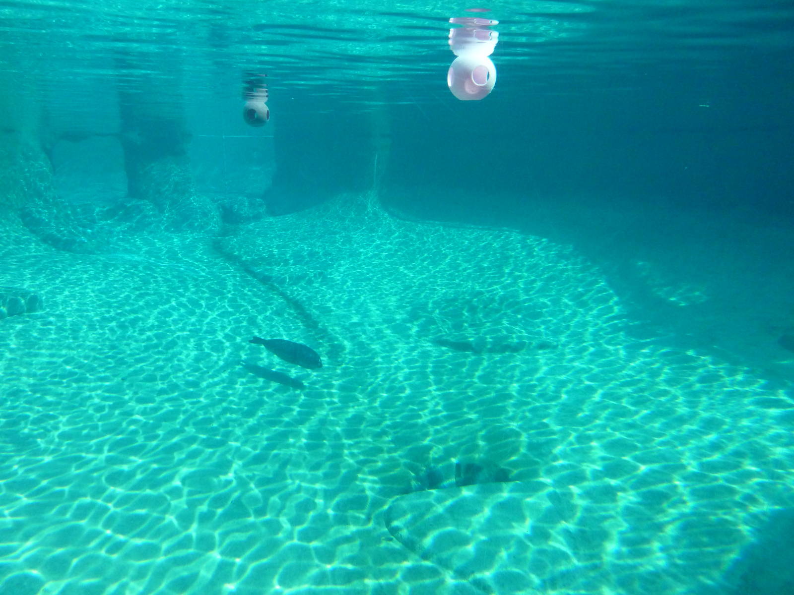 Harbour Seal Exhibit