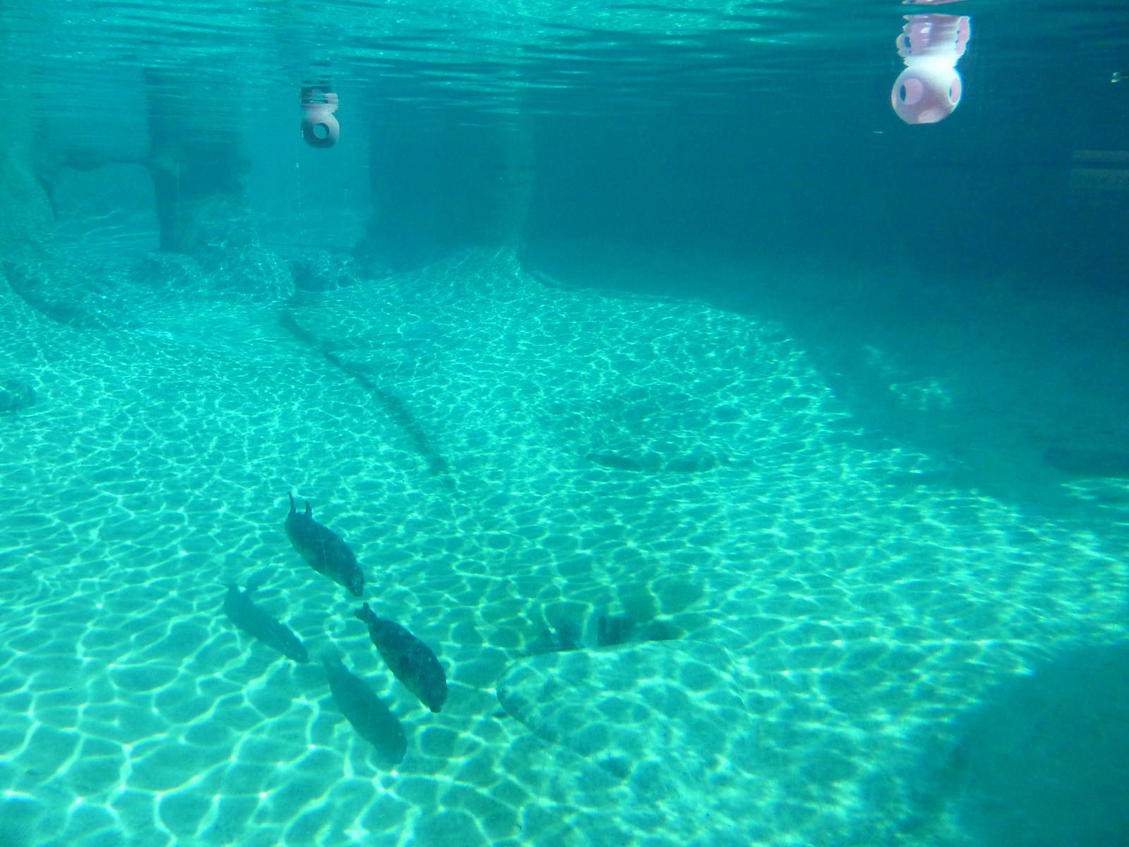 Harbour Seal Exhibit