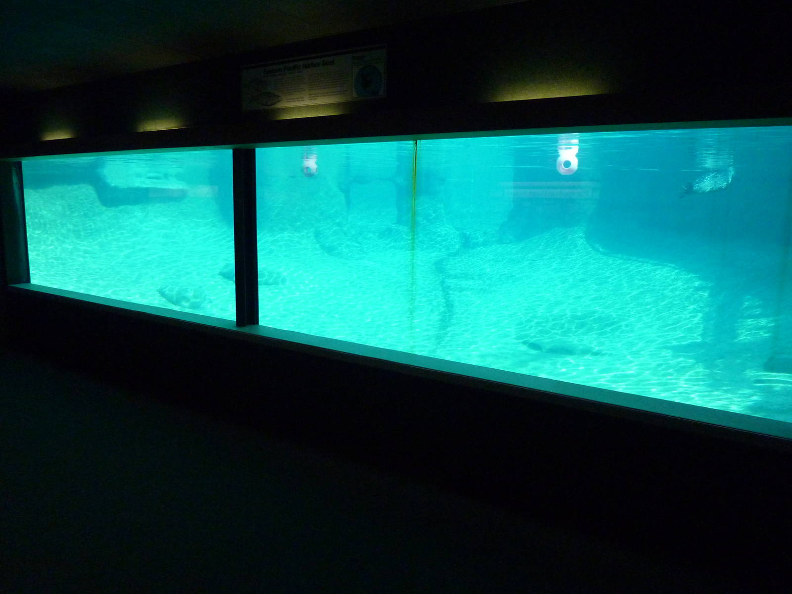 Harbour Seal Exhibit
