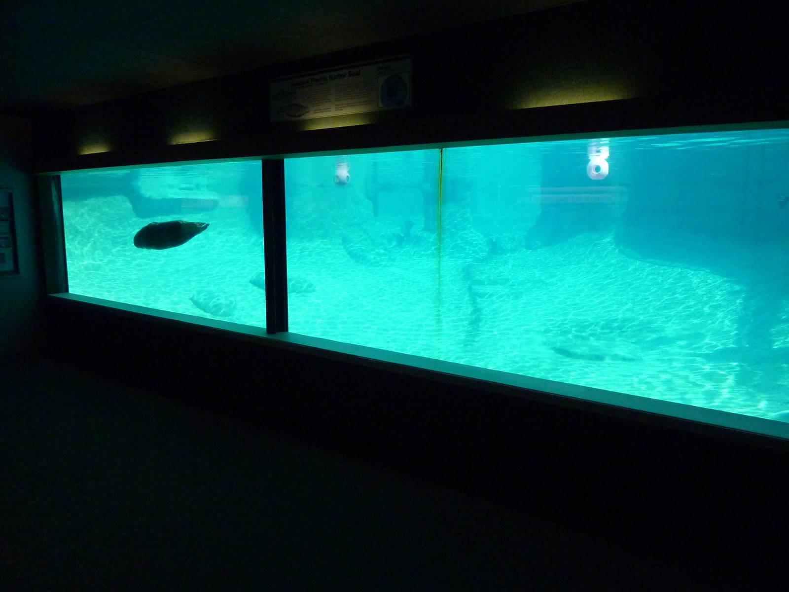 Harbour Seal Exhibit