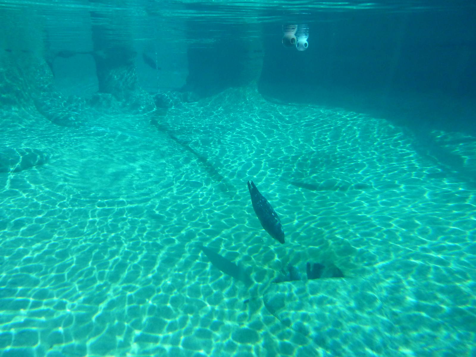 Harbour Seal Exhibit