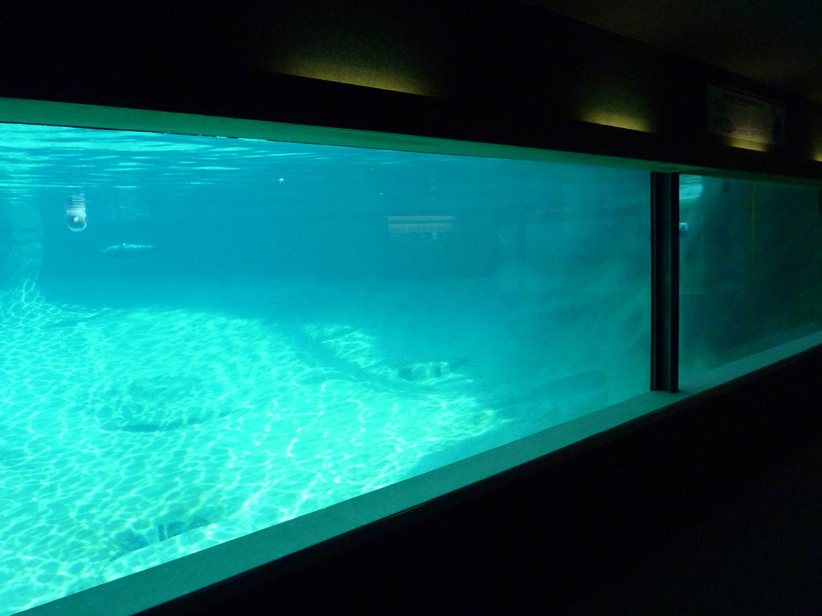 Harbour Seal Exhibit