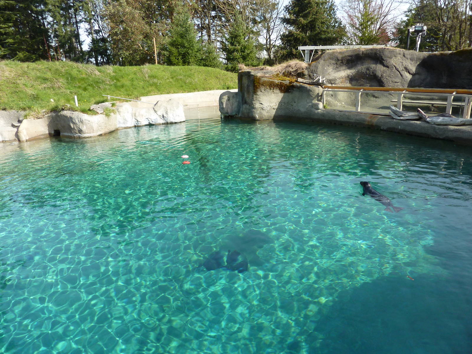 Harbour Seal Exhibit