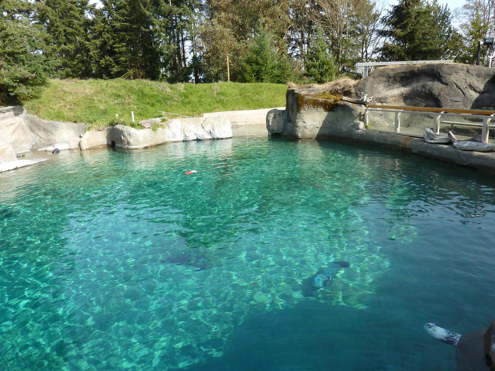 Harbour Seal Exhibit