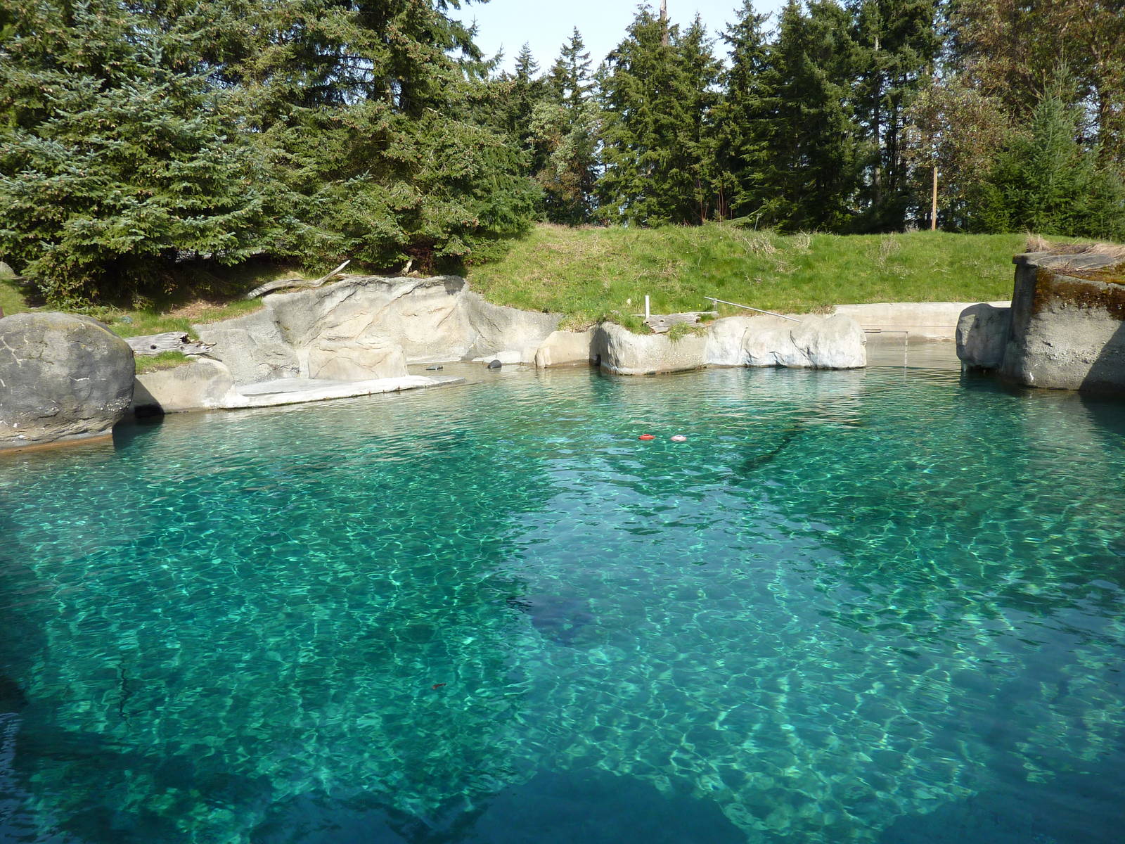 Harbour Seal Exhibit