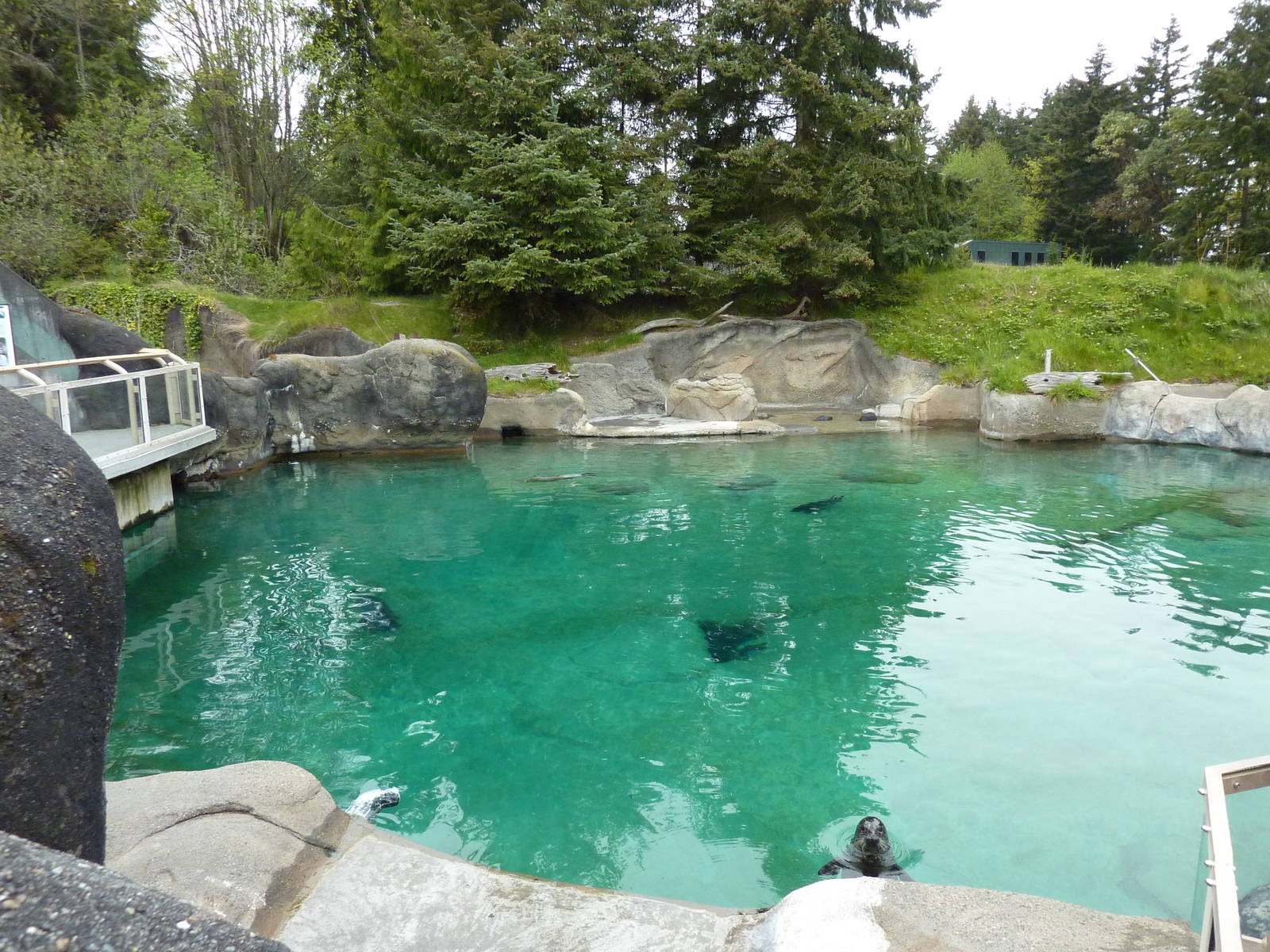 Harbour Seal Exhibit