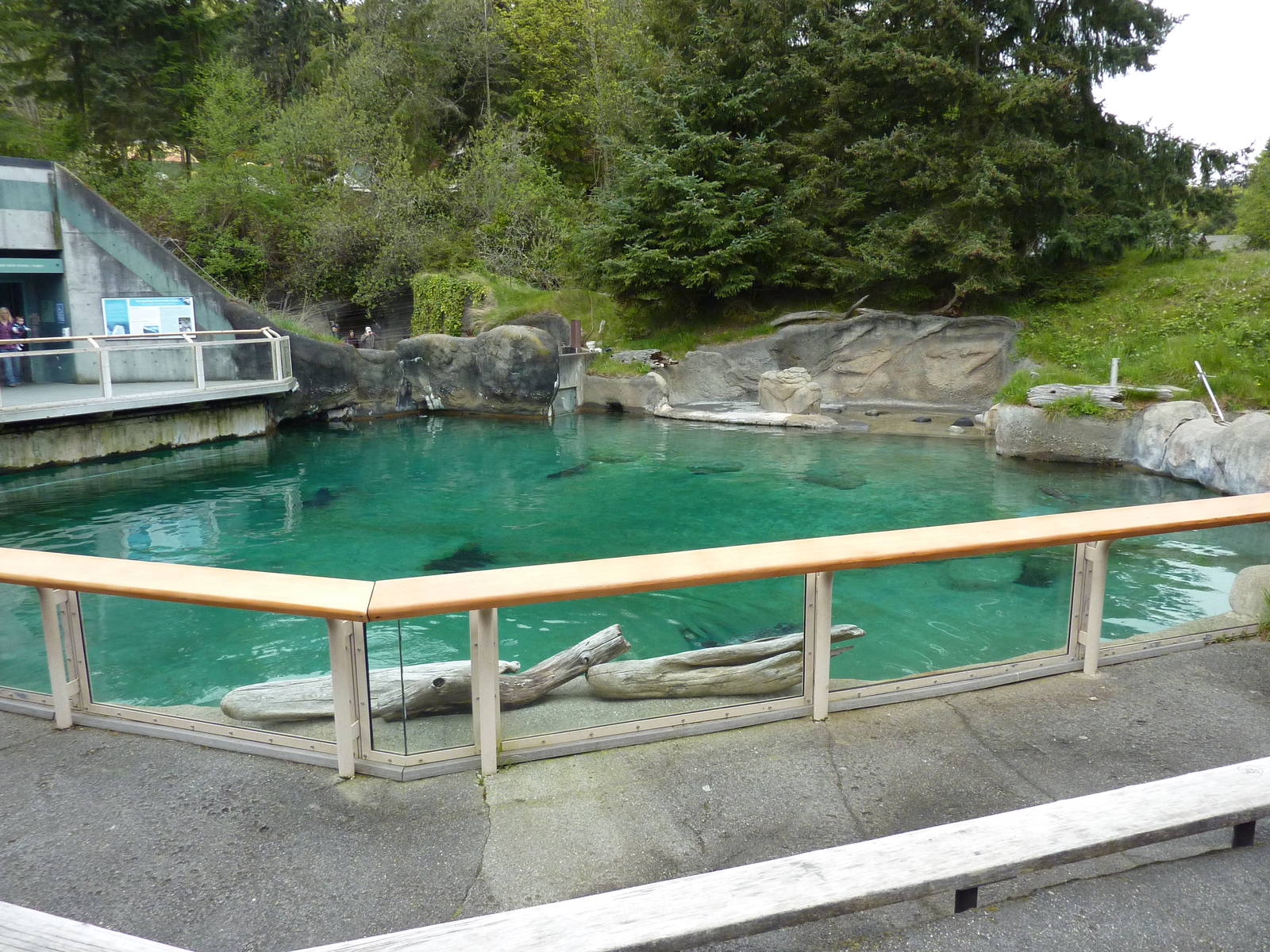 Harbour Seal Exhibit