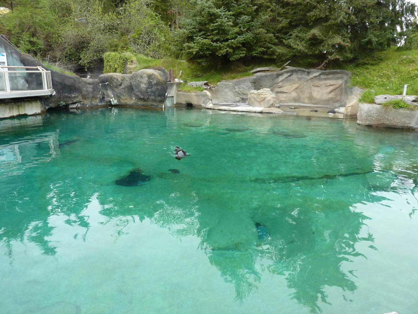 Harbour Seal Exhibit