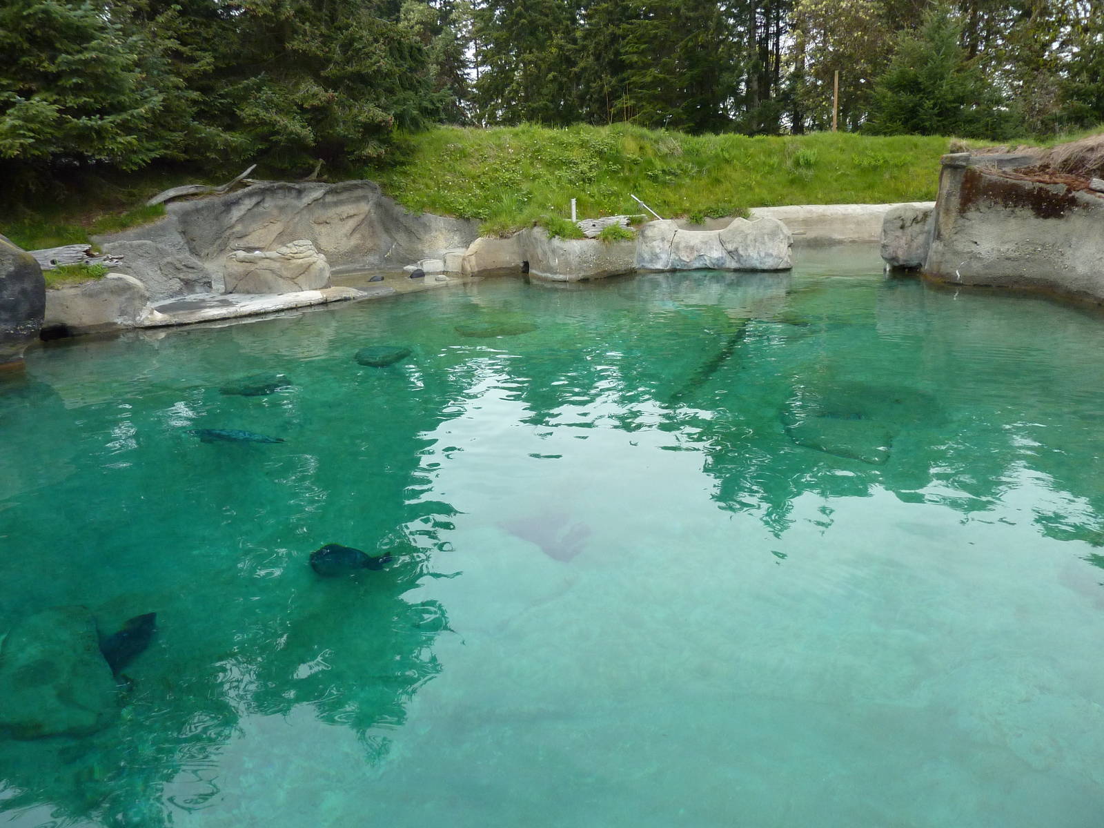 Harbour Seal Exhibit