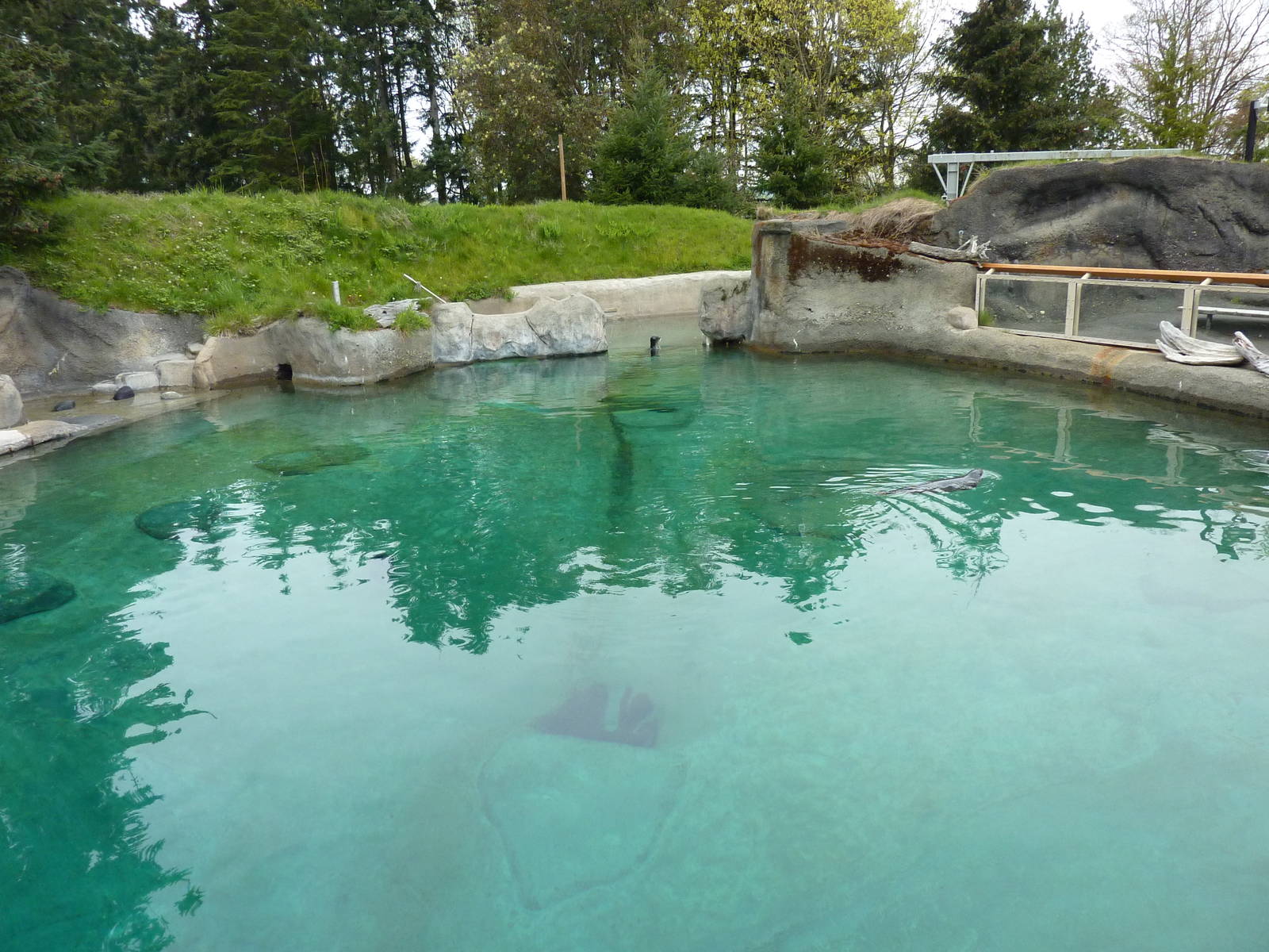 Harbour Seal Exhibit
