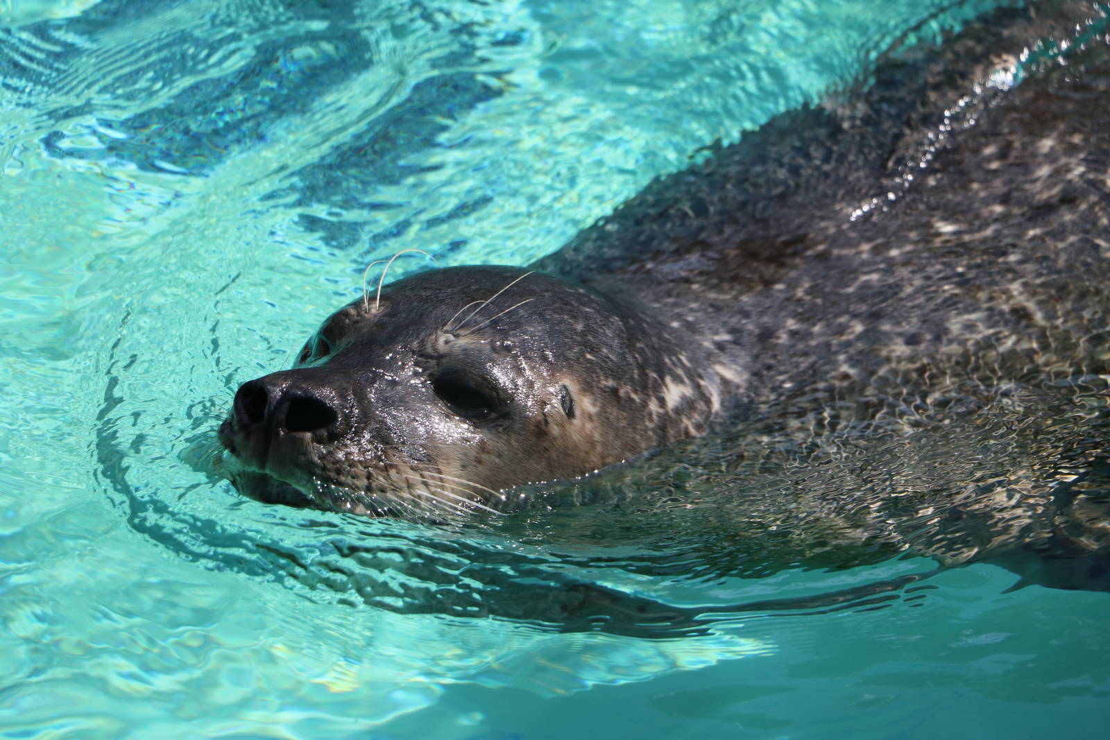 Harbour seal, February 2016