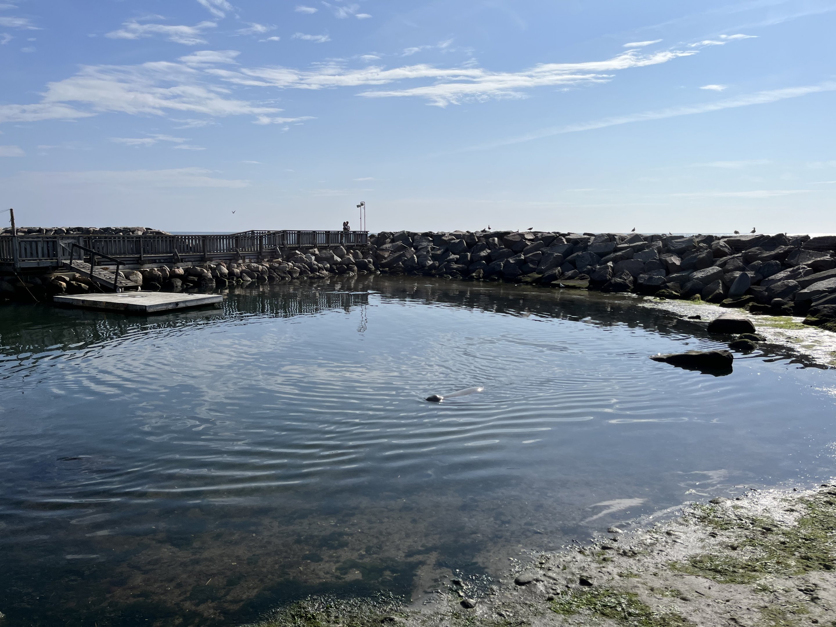 Harbour Seal/Grey Seal Exhibit