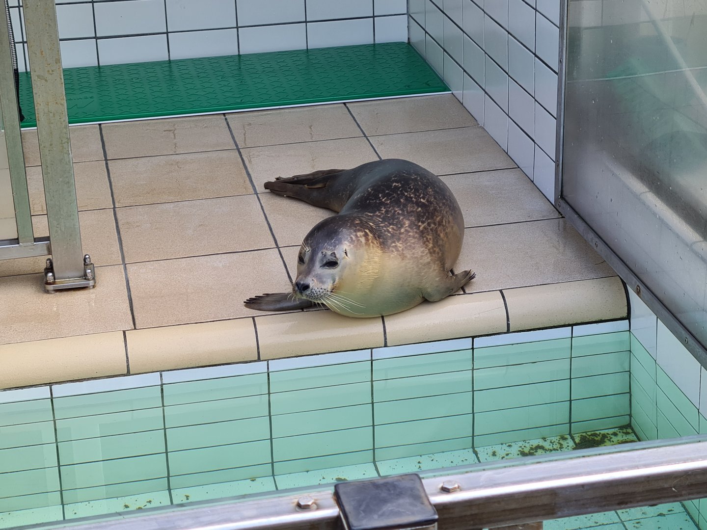 Harbour seal in recovery