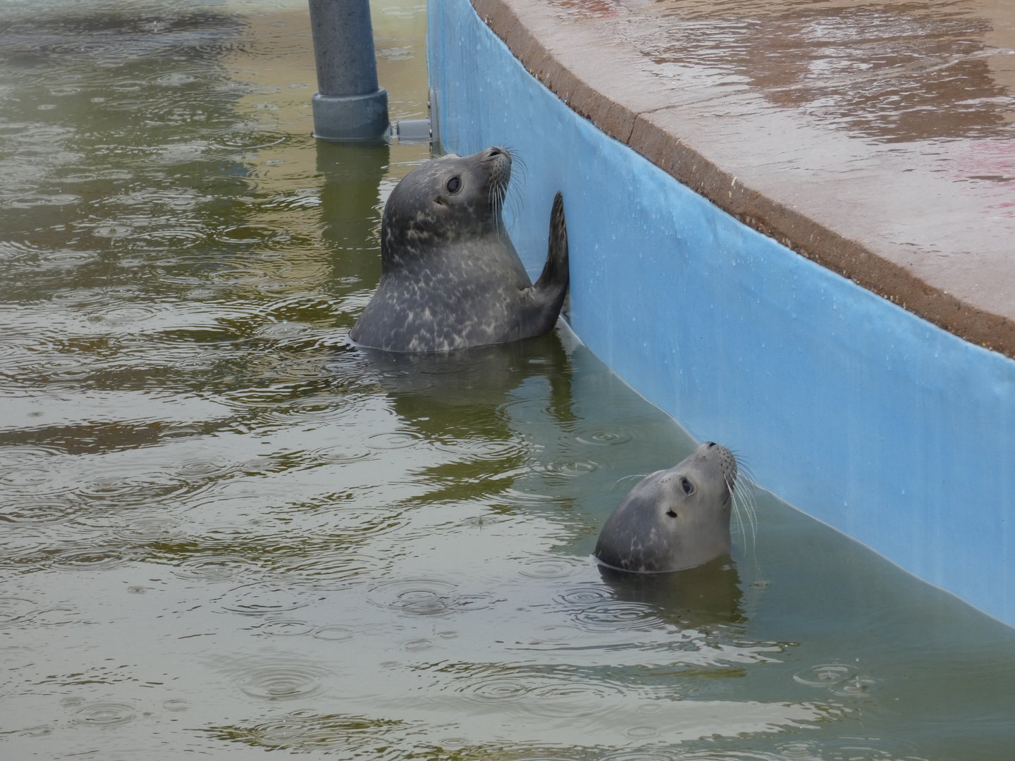 Harbour seal juveniles