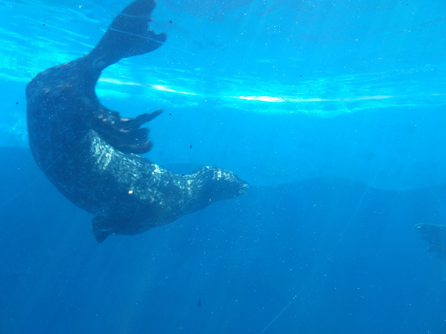 Harbour seal -MundoMar Benidorm (2021)