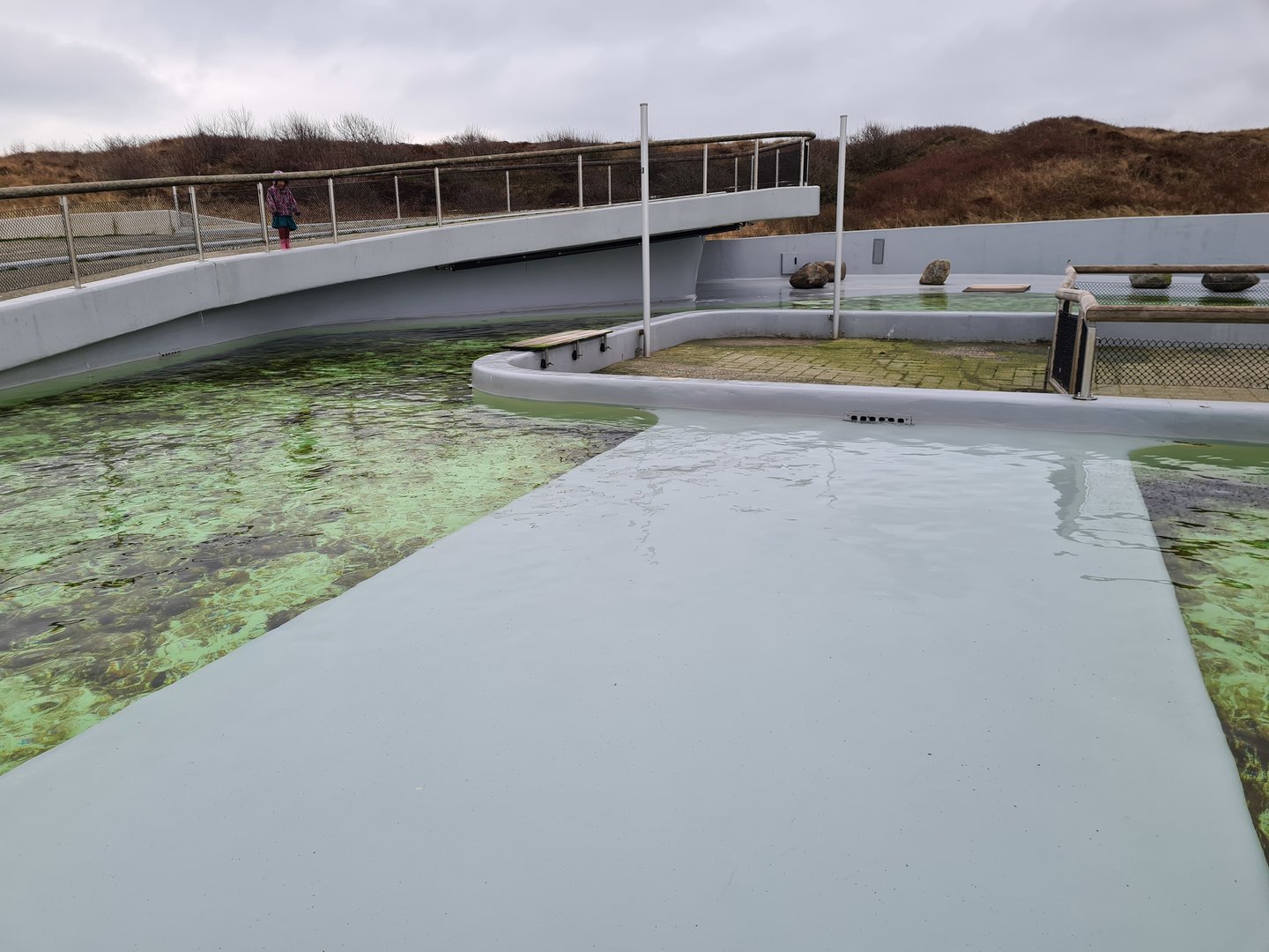 Harbour seal permanent enclosure