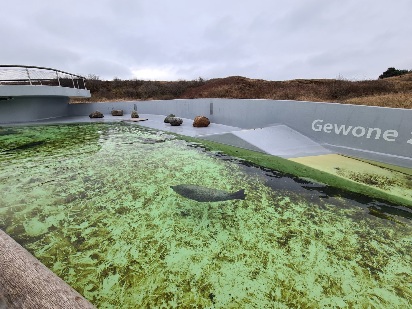 Harbour seal permanent enclosure