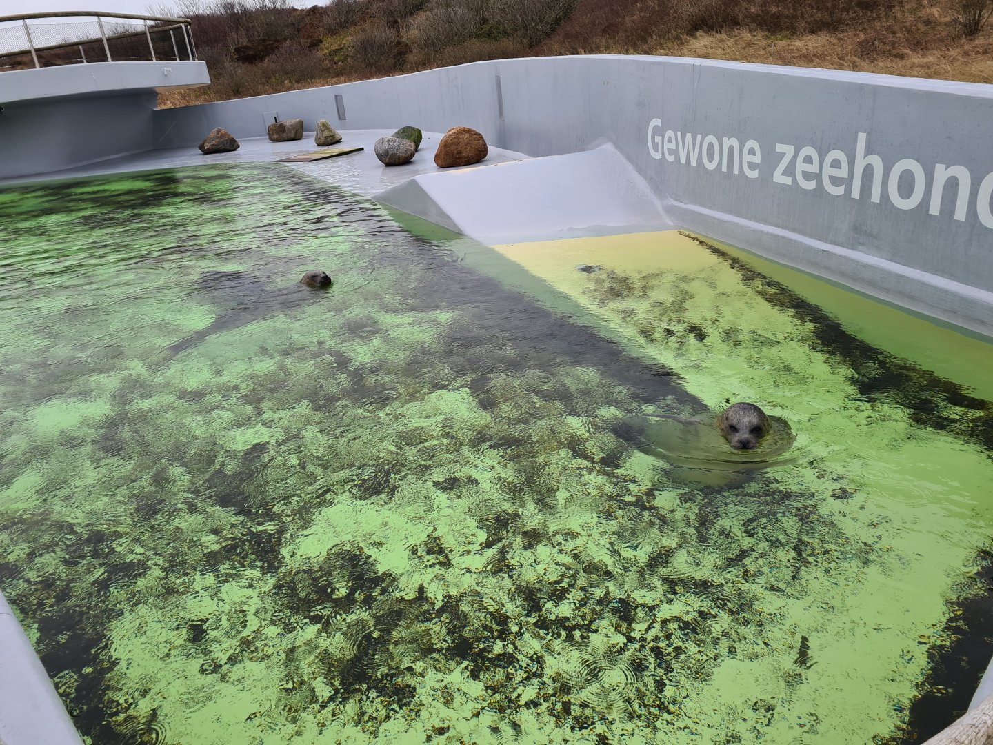 Harbour seal permanent enclosure