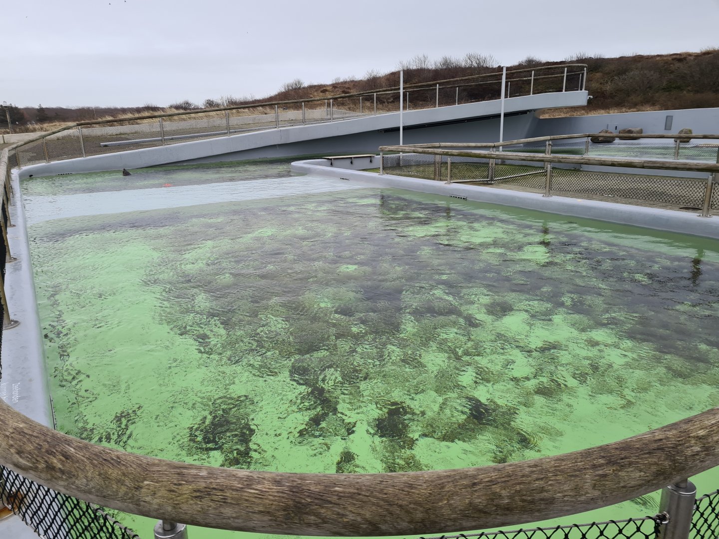 Harbour seal permanent enclosure