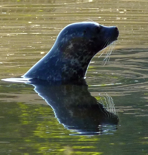 Harbour seal (Phoca vitulina) and reflection