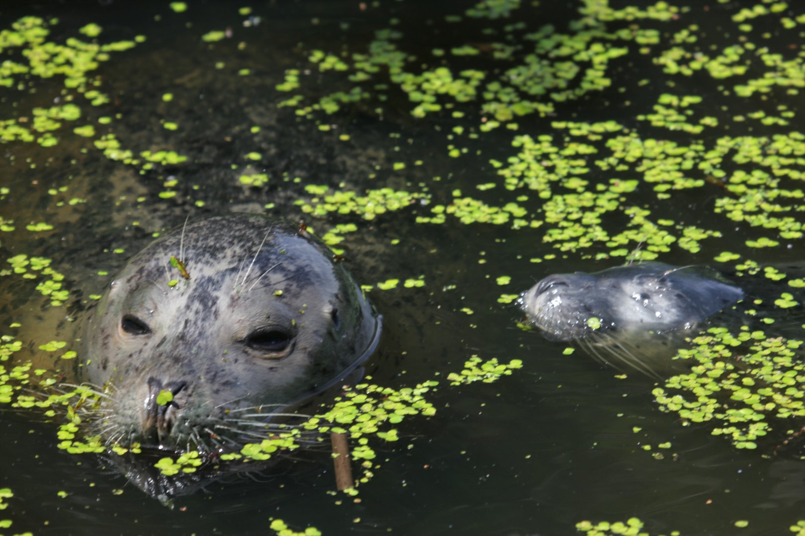 Harbour seal (Phoca vitulina) with young