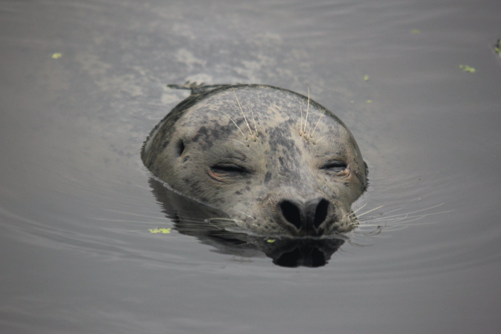 Harbour seal (Phoca vitulina).