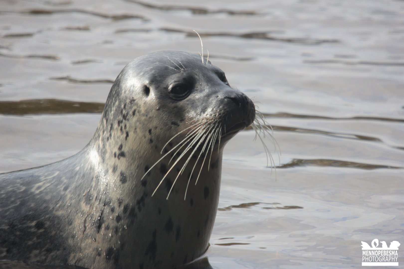 Harbour seal (Phoca vitulina)