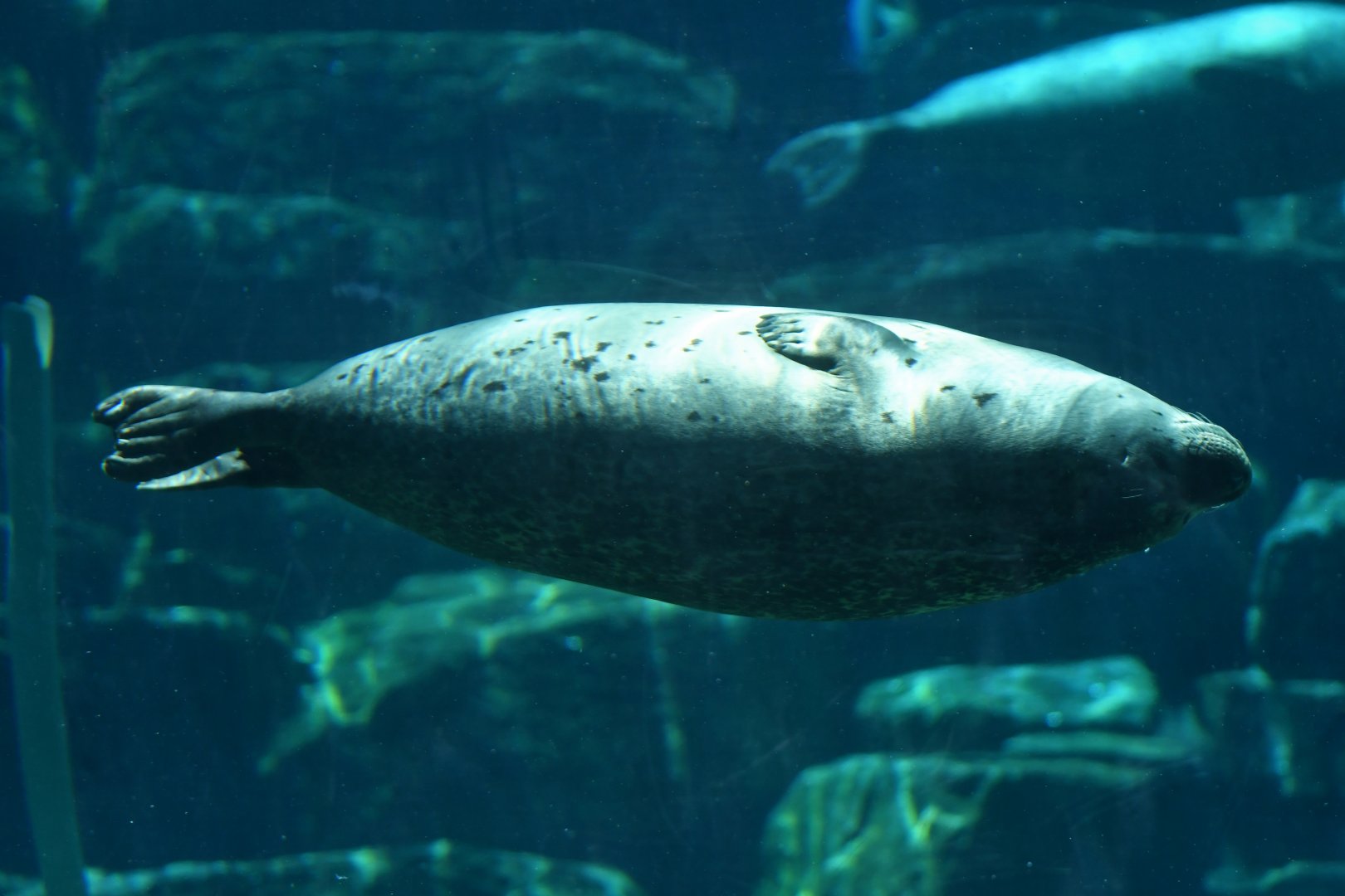 Harbour seal (Phoca vitulina)
