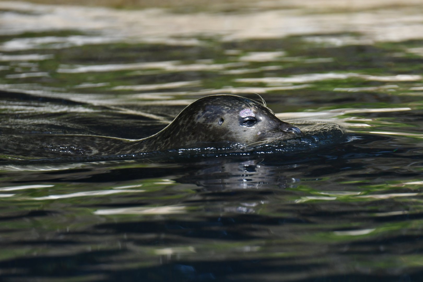 Harbour seal (Phoca vitulina)