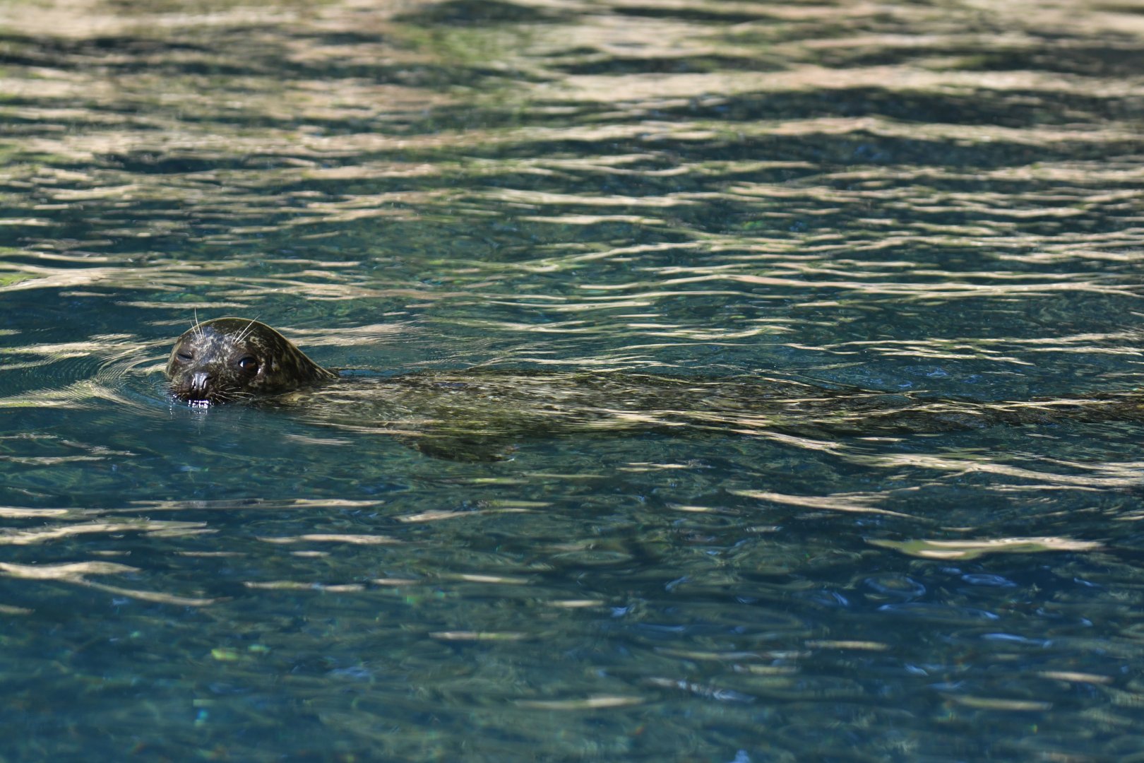 Harbour seal (Phoca vitulina)