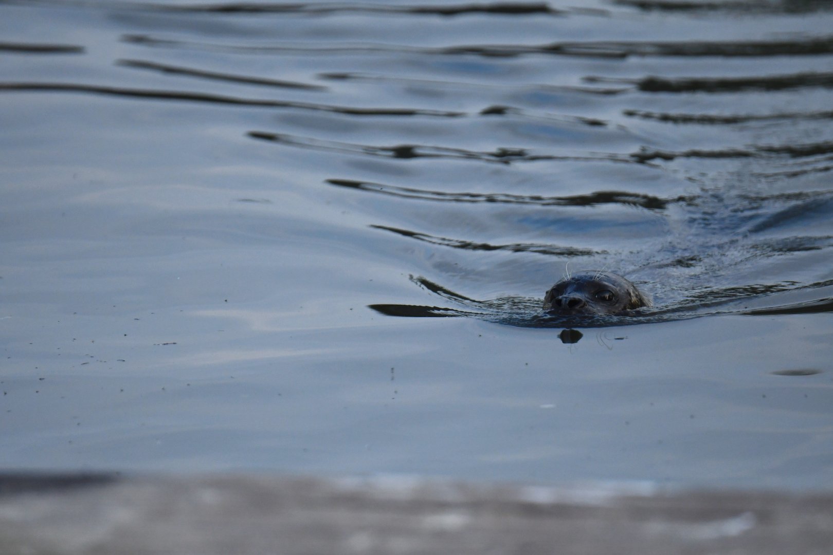 Harbour seal (Phoca vitulina)