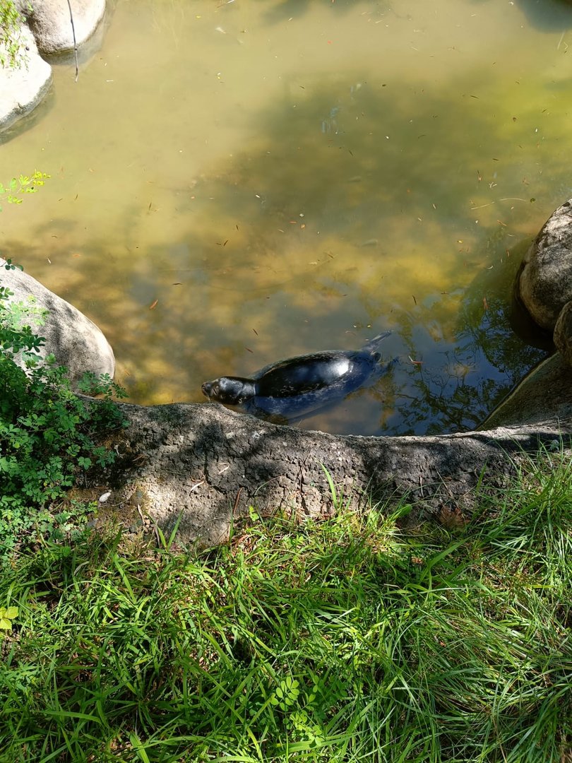 Harbour Seal pup in separation enclosure