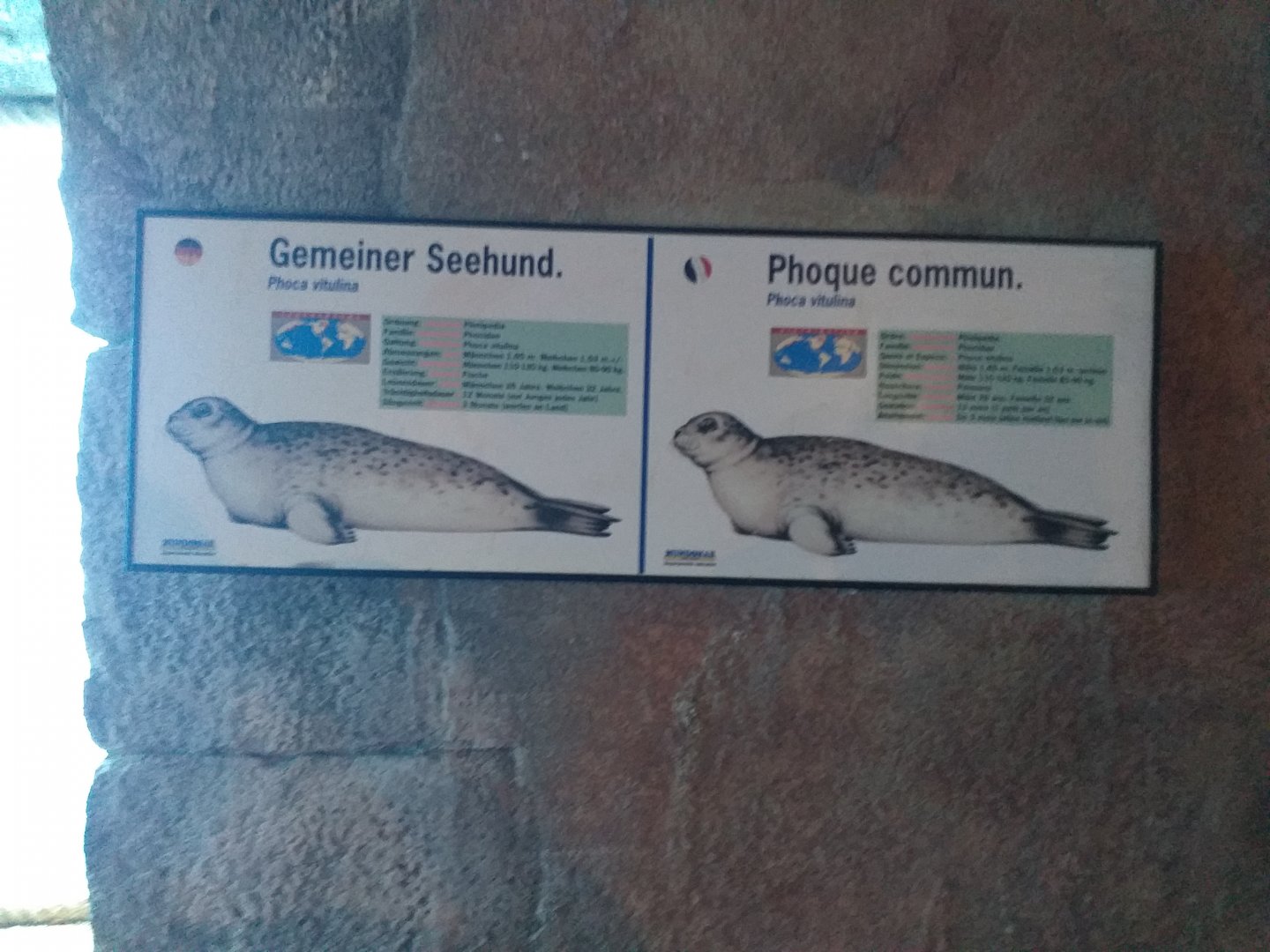 Harbour seal signae -MundoMar Benidorm (2021)