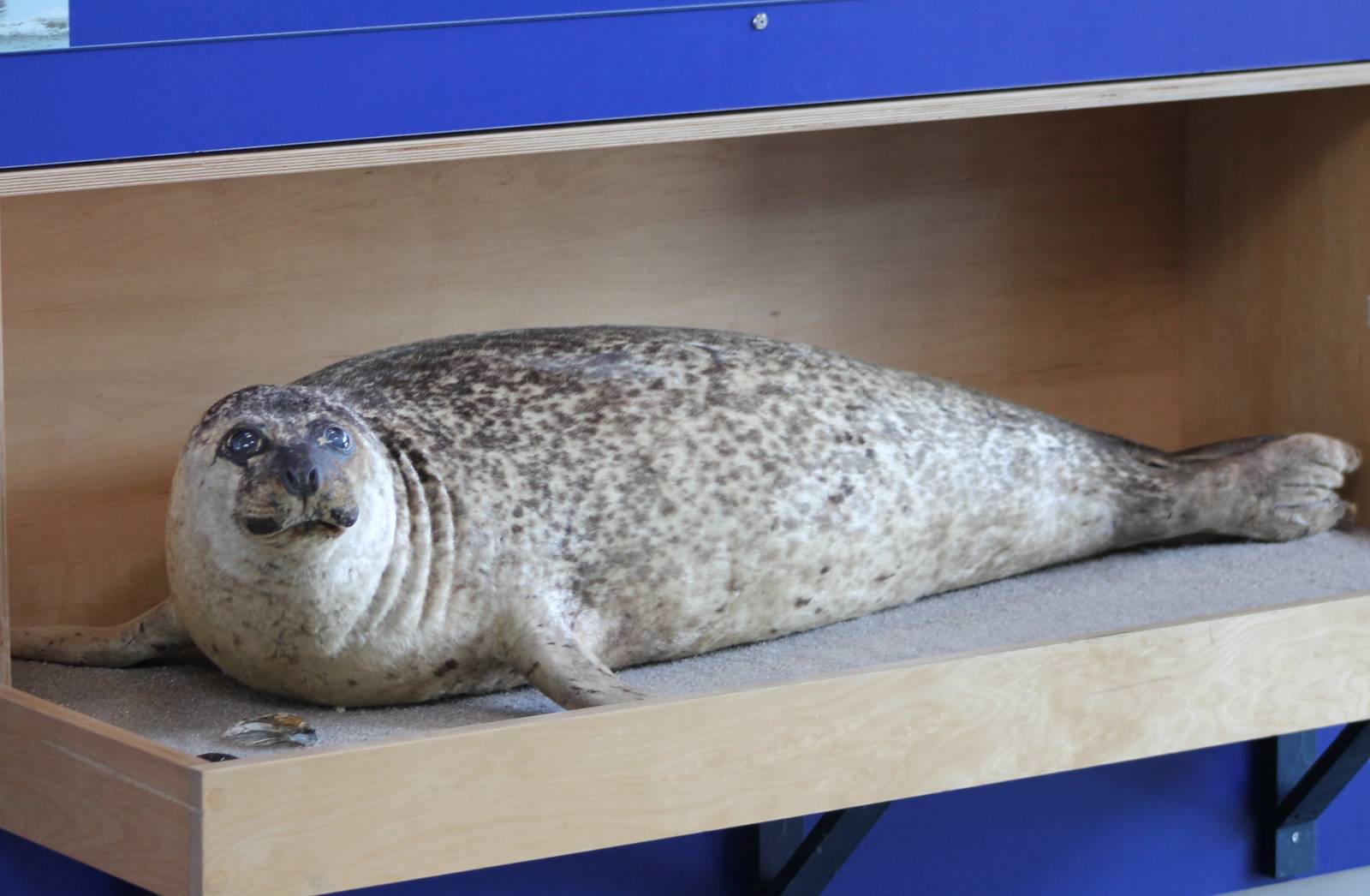 Harbour seal stuffed