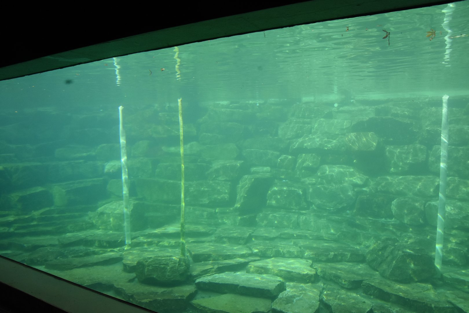 Harbour Seal underwater view